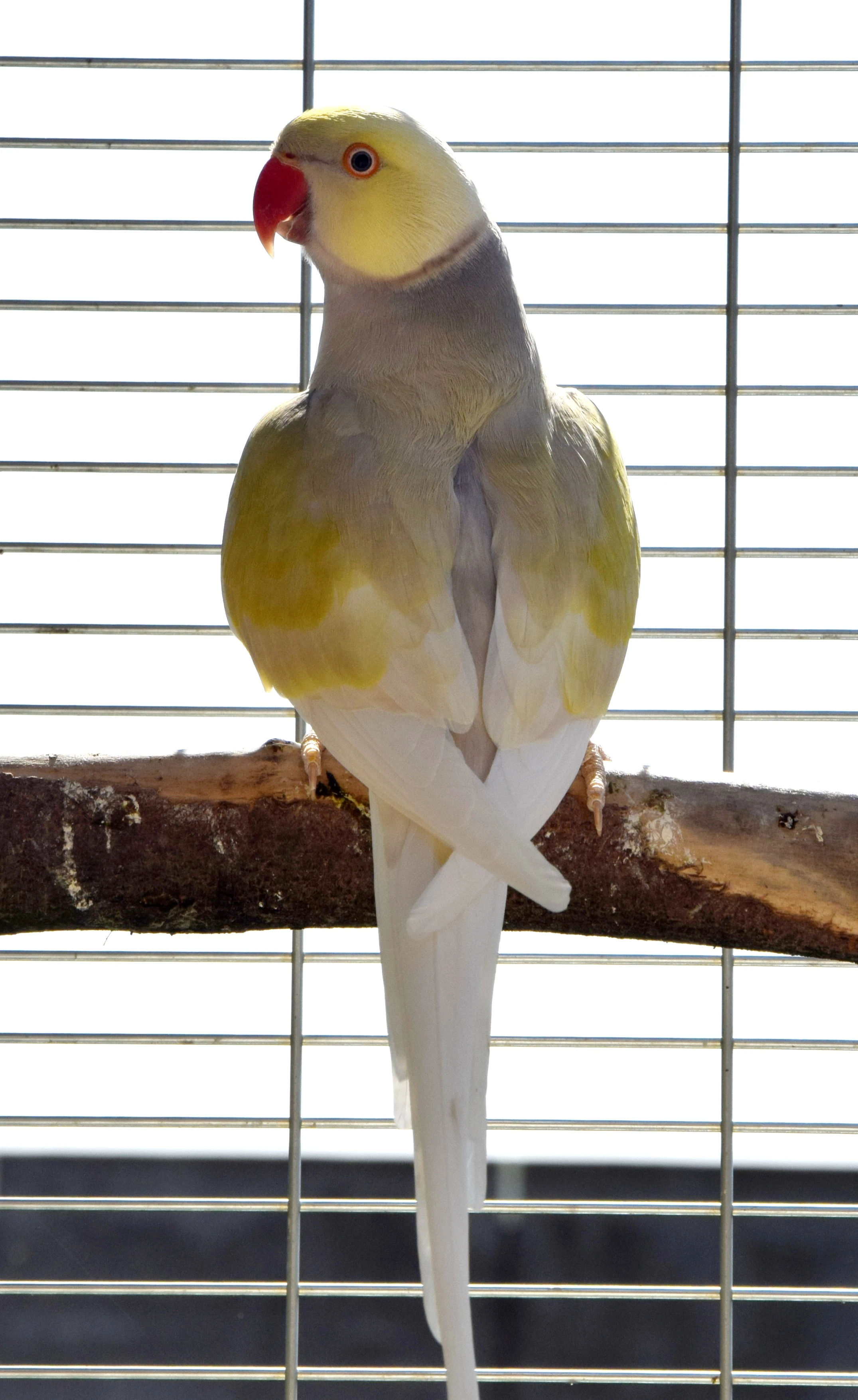 Alexandr malý - dunn fallow ho