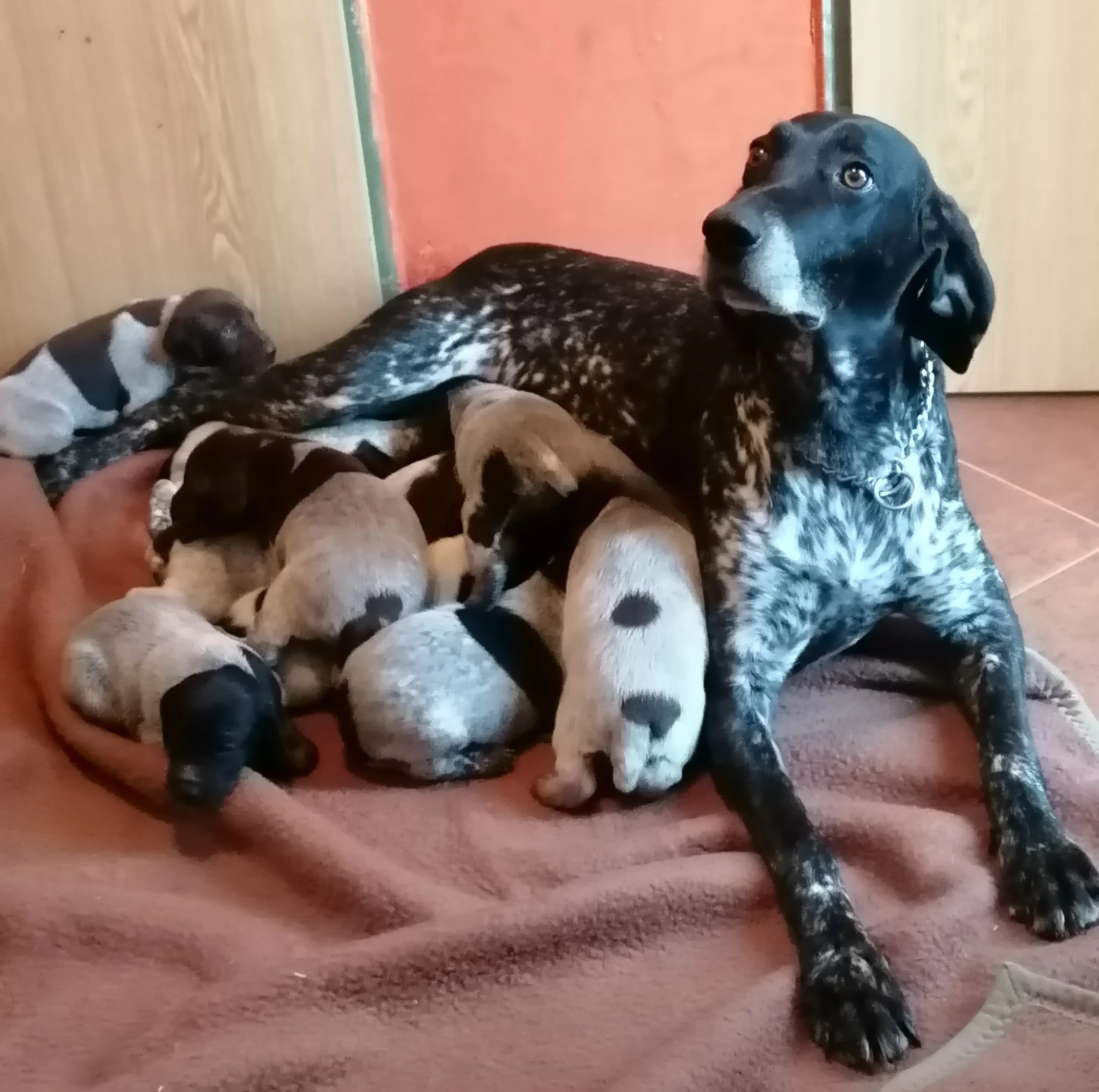 Německý ohař krátkosrstý-štěňata