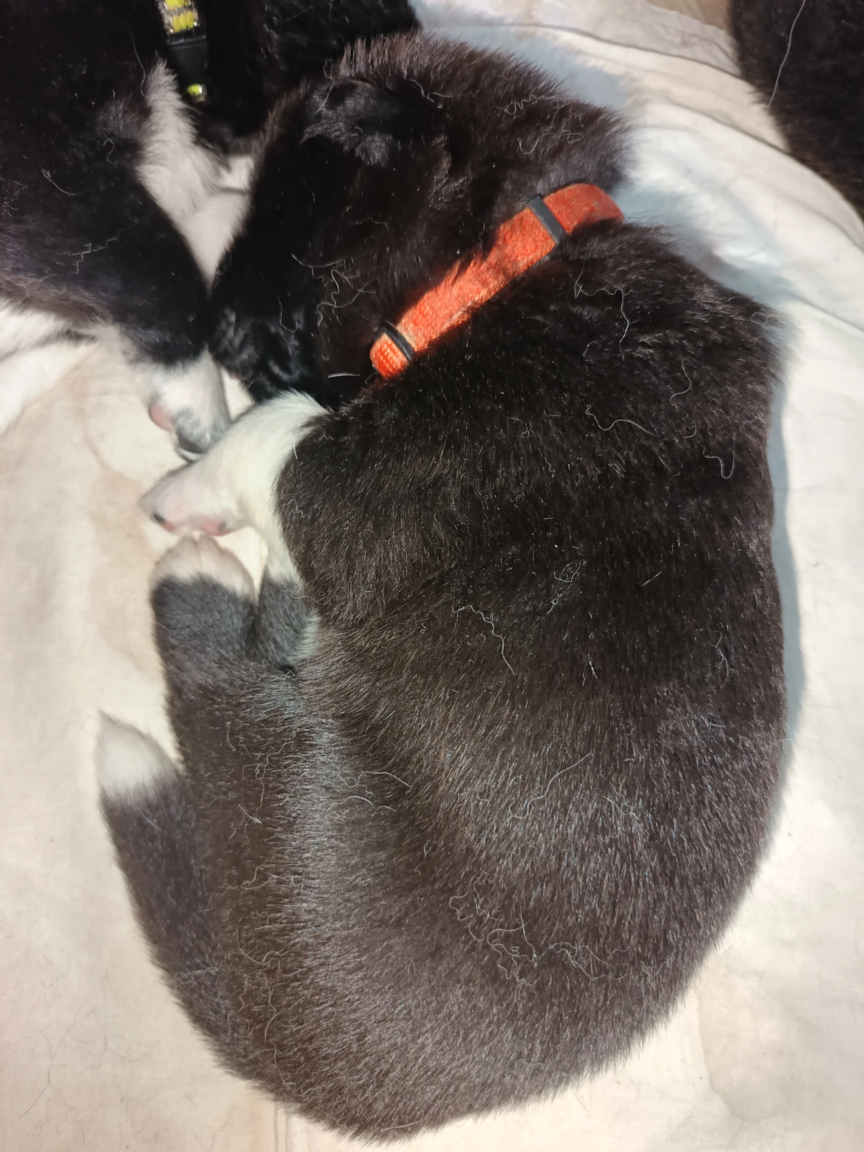 Štěňátka s PP prodám