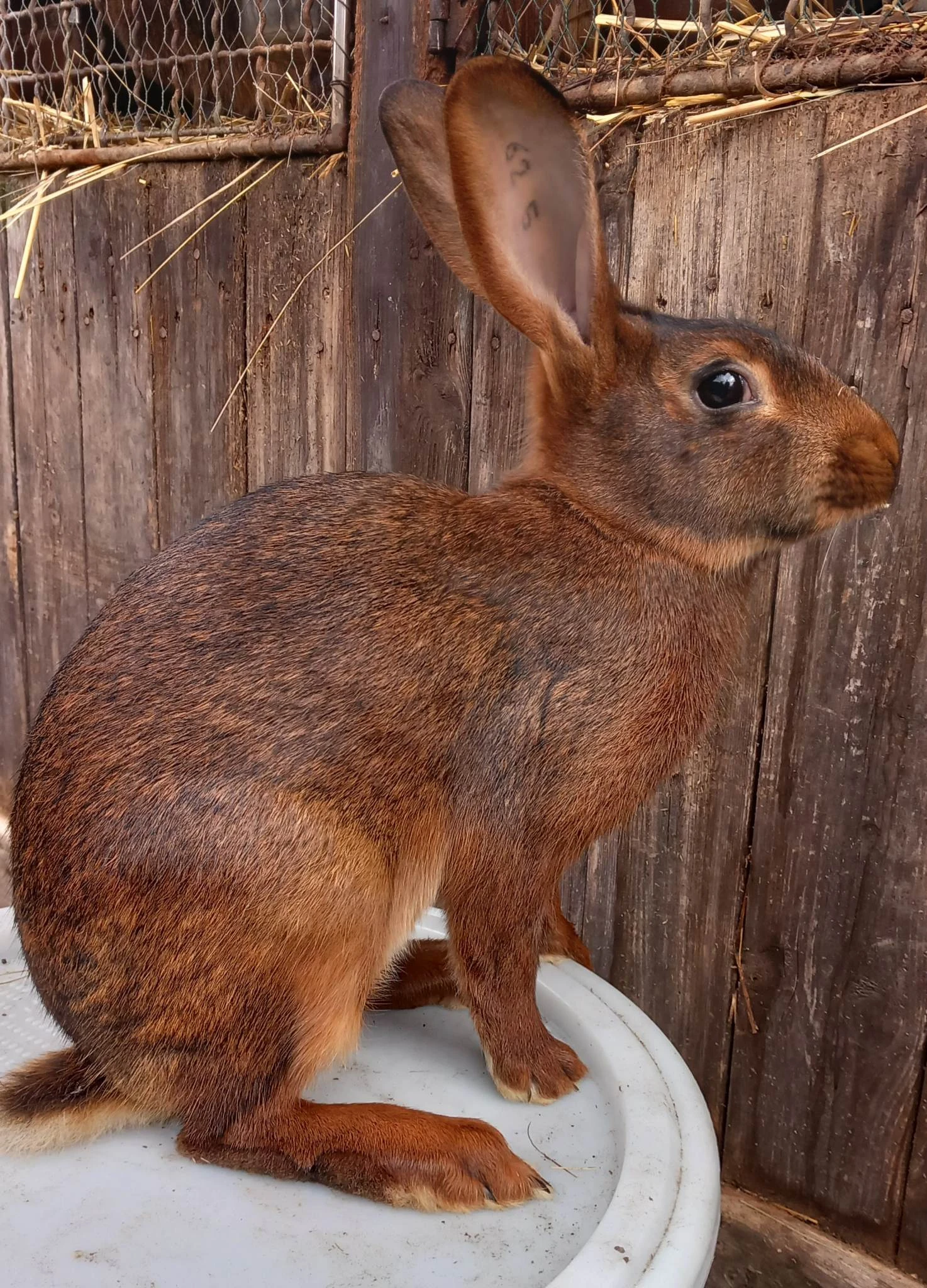 Prodám králiky Zaječí