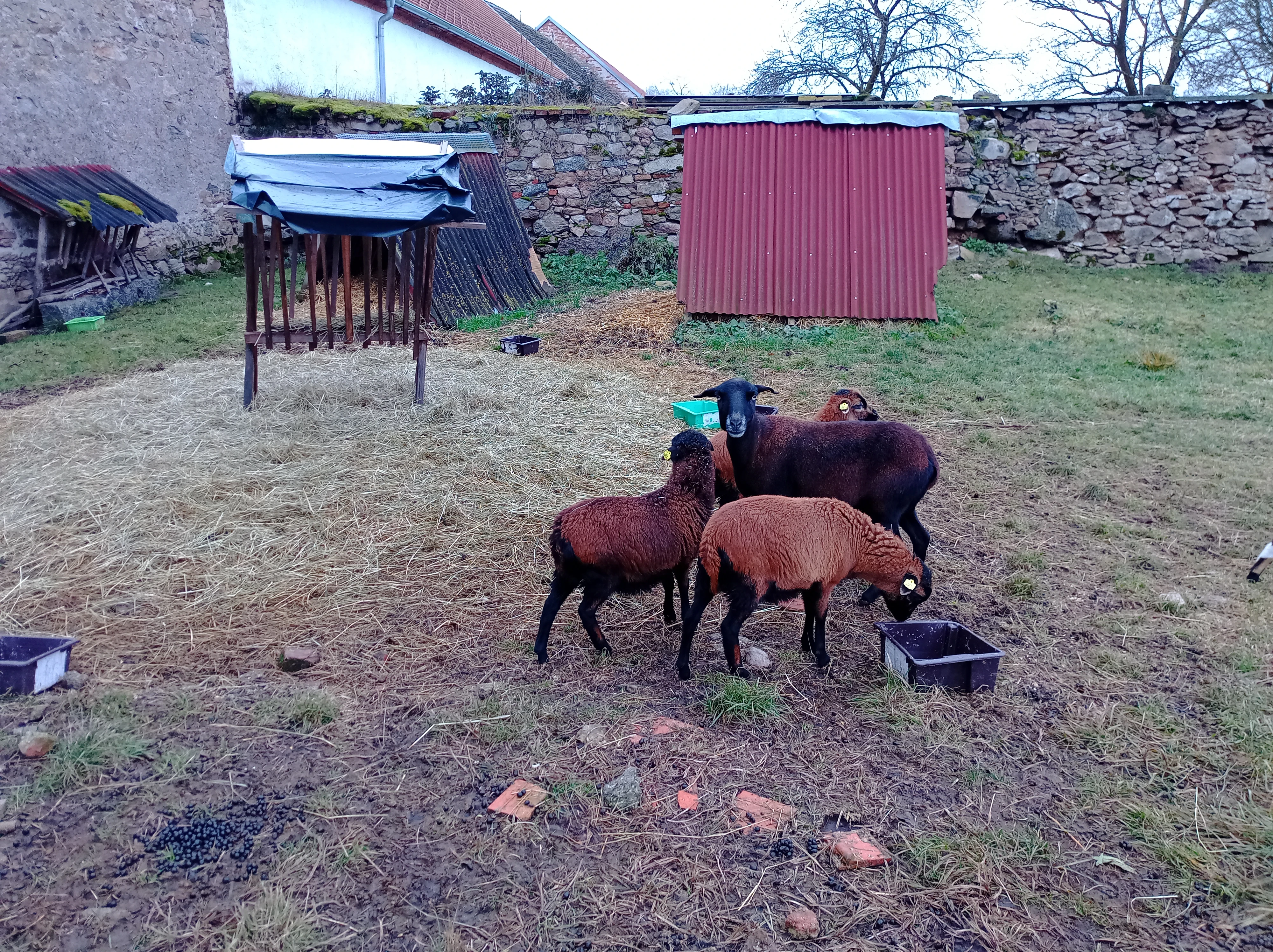 Prodám čistokrevné jehničky ovce kamerunské