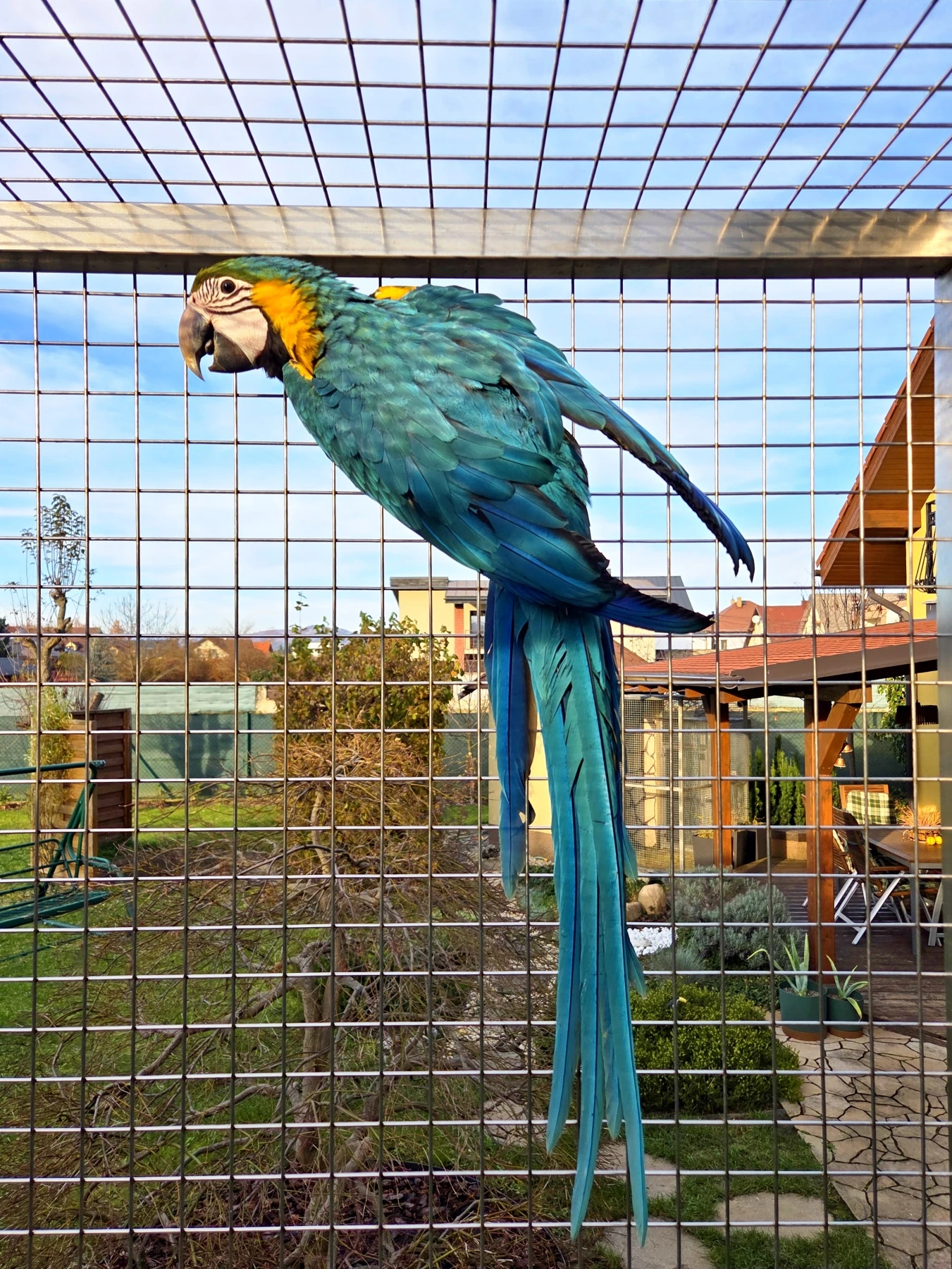 Ara Ararauna 1,1 - 2025