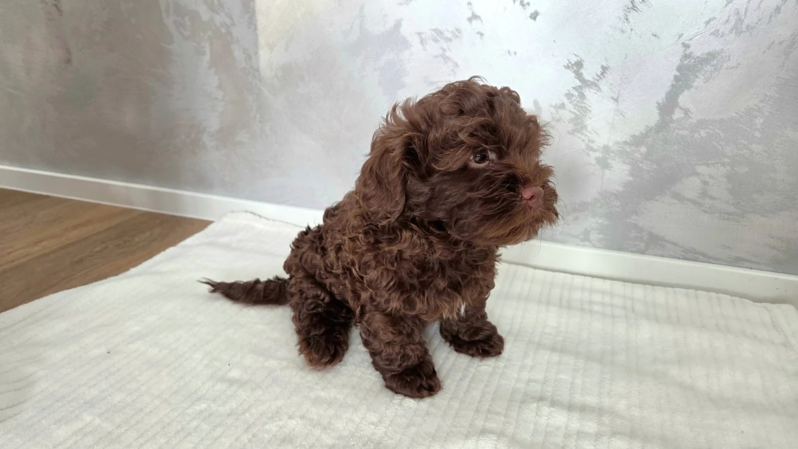 Ruská barevná bolonka – štěňátko kluk s PP