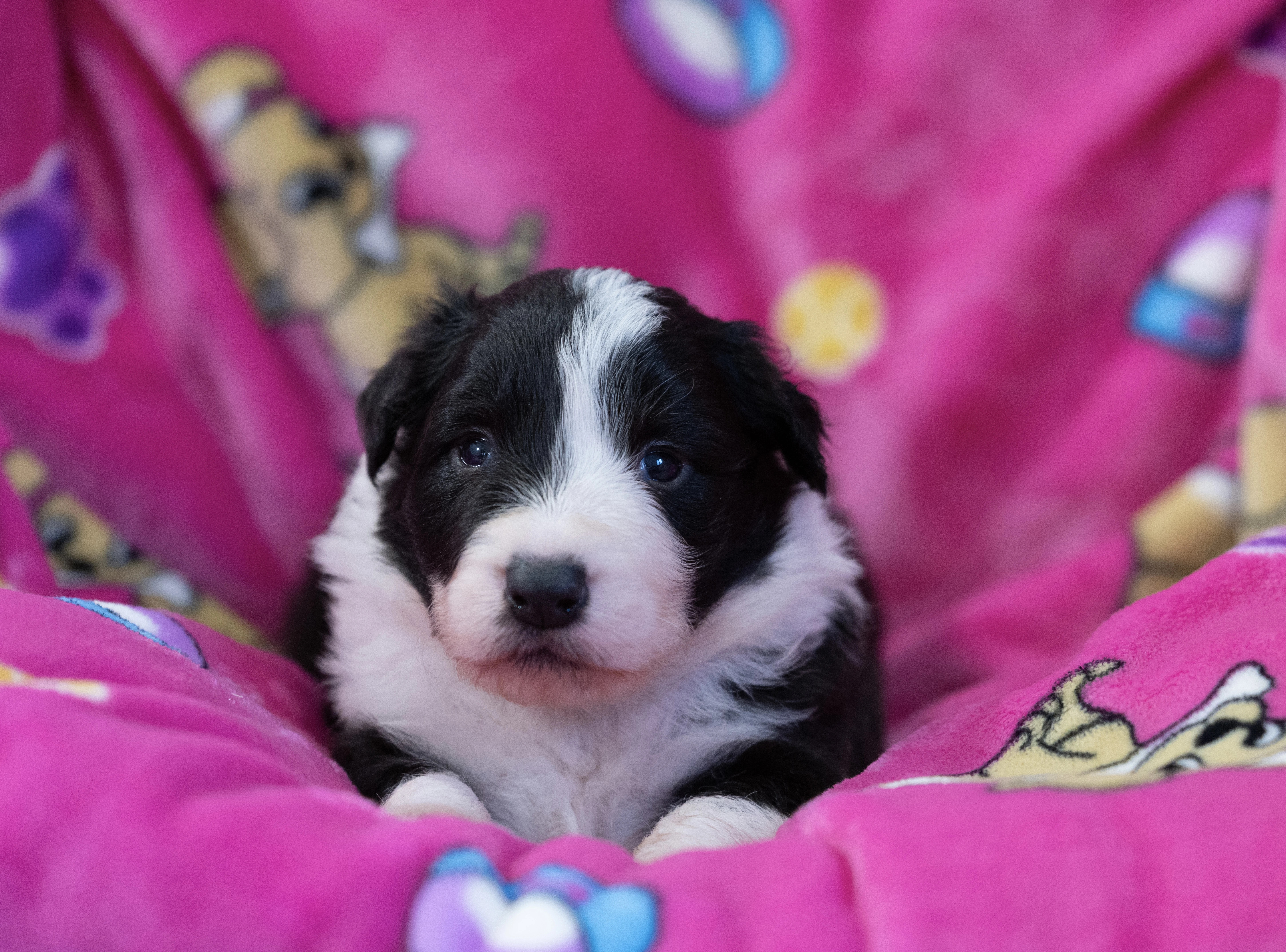 Border Kolie s PP FCI - fenečky a pejsek