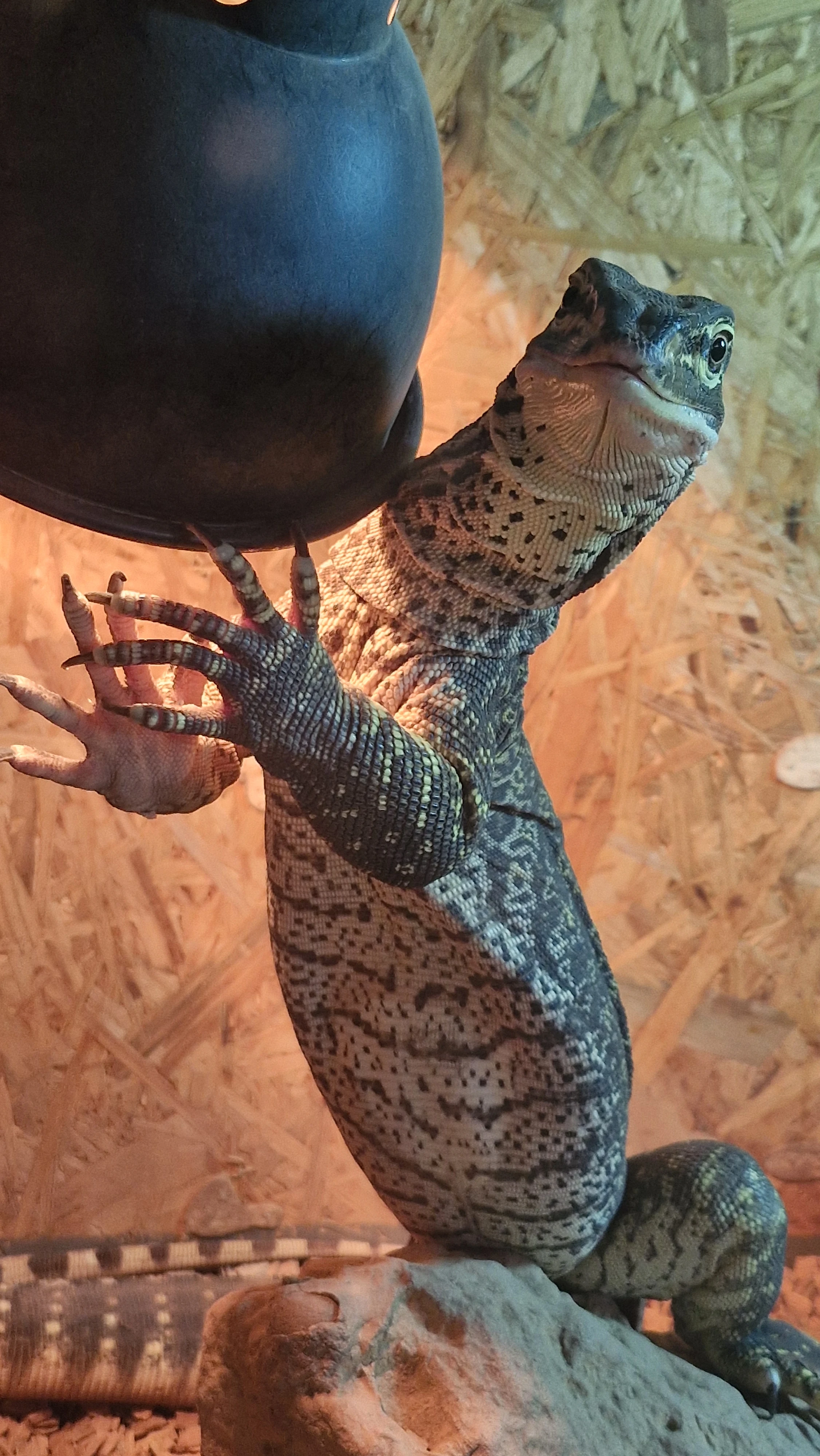 Varanus panoptes horni