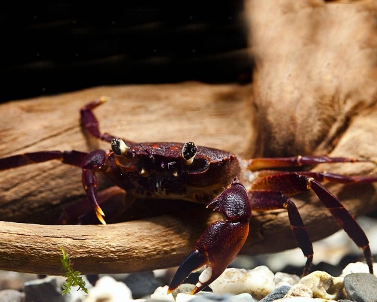 Syntripsa matanensis