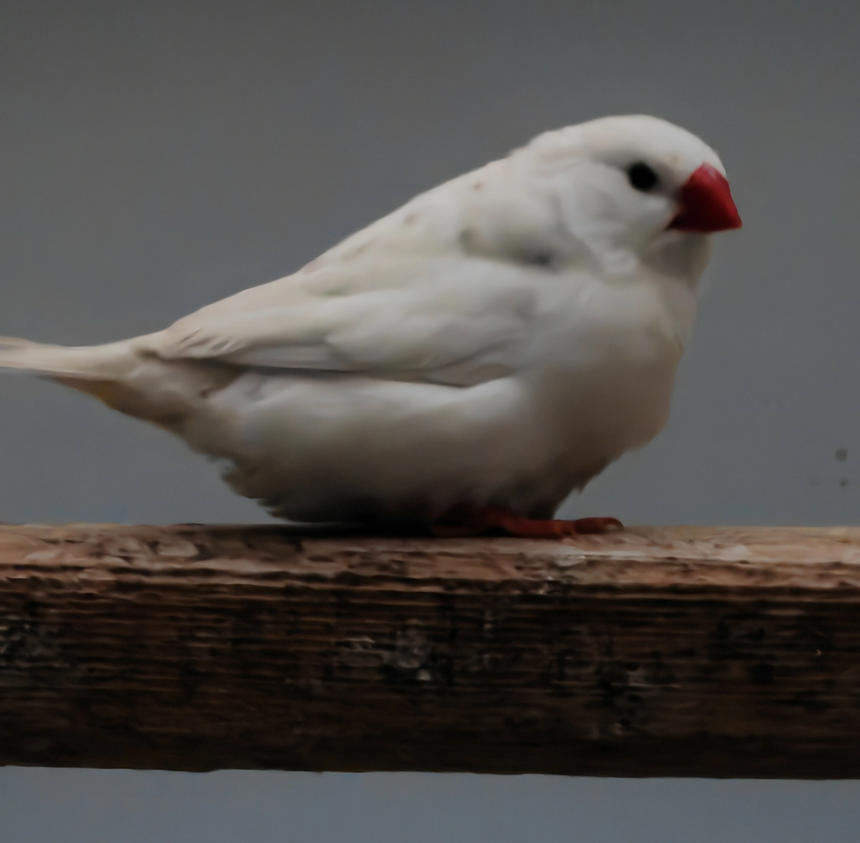 Zebřička pestrá i s klecí