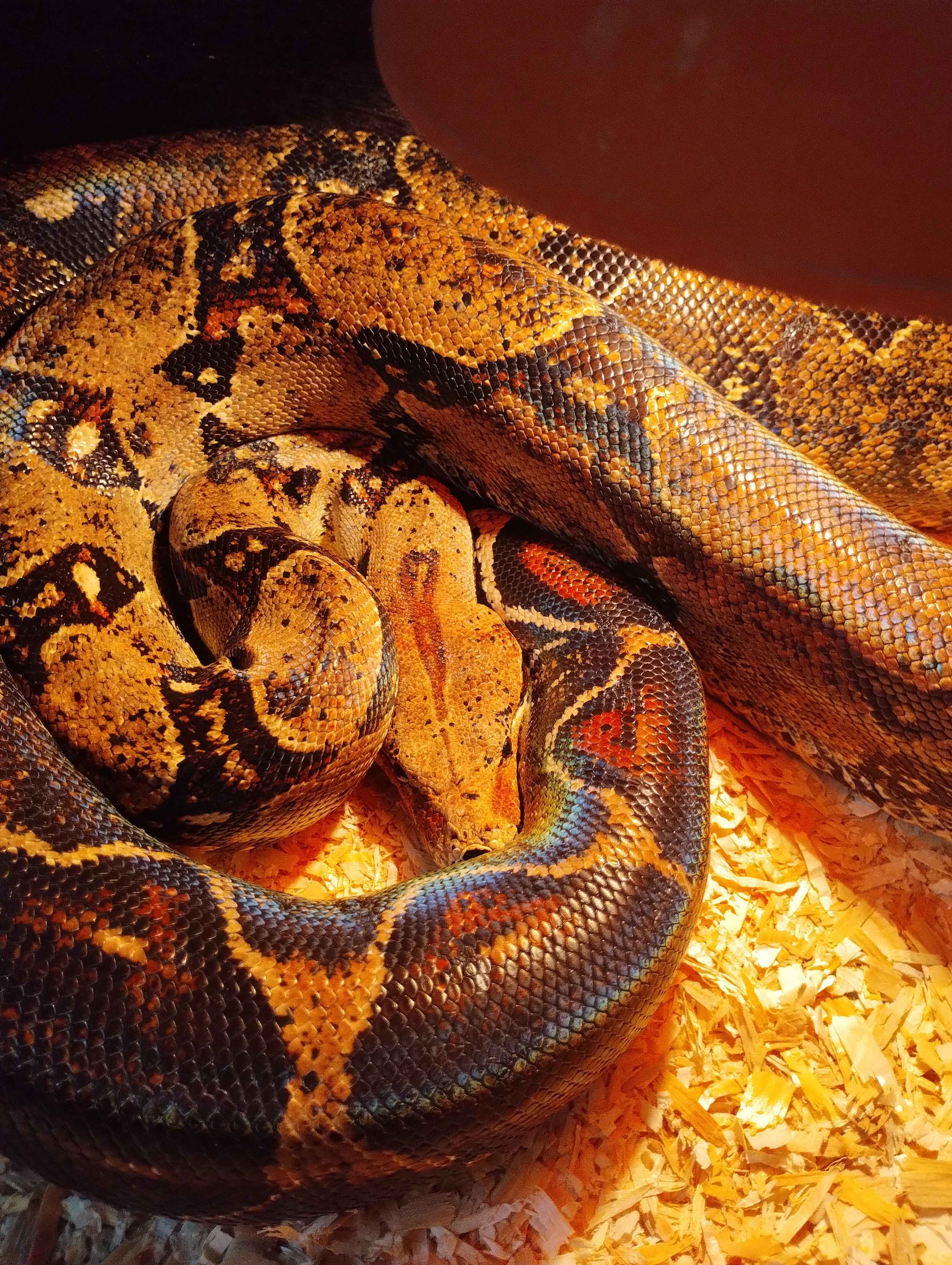 Daruji 2x samice boa