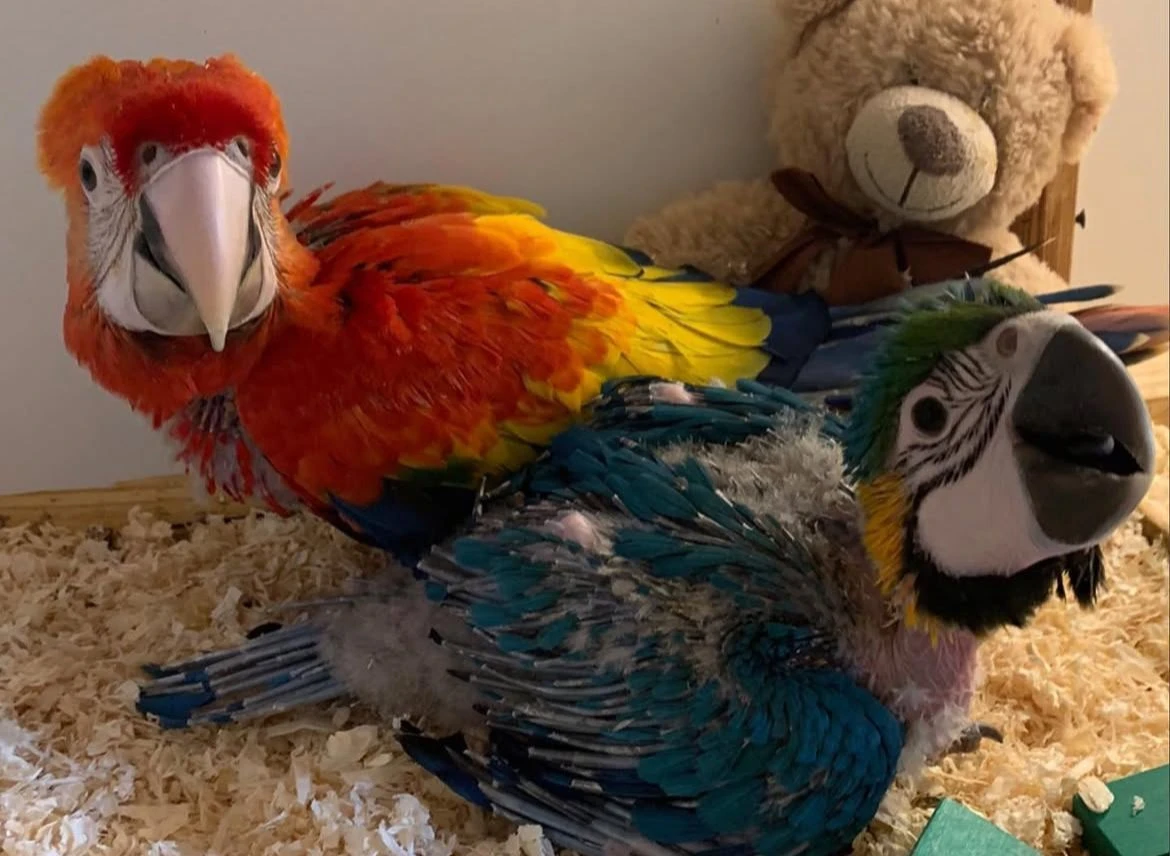 Koupím aru, ararauna, zelenokřídlou, arakangu, harlekýnku