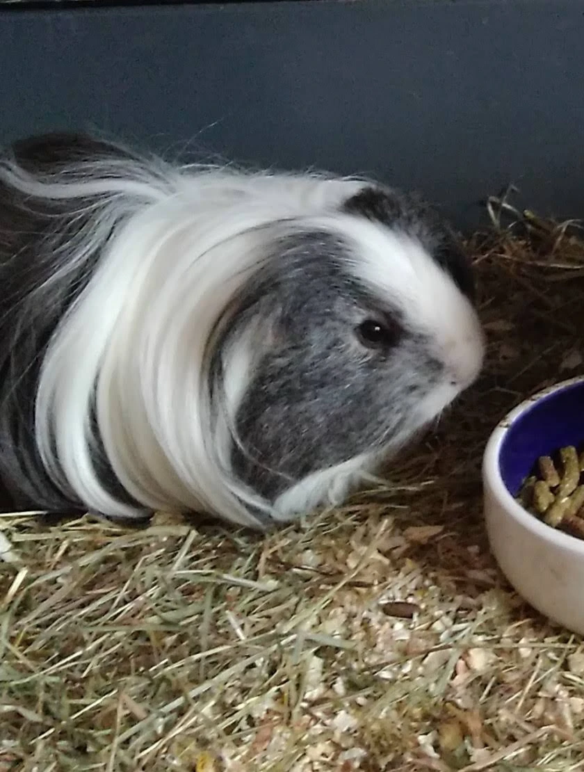 Krasny sheltie samecek, daruji do dobrych rukou