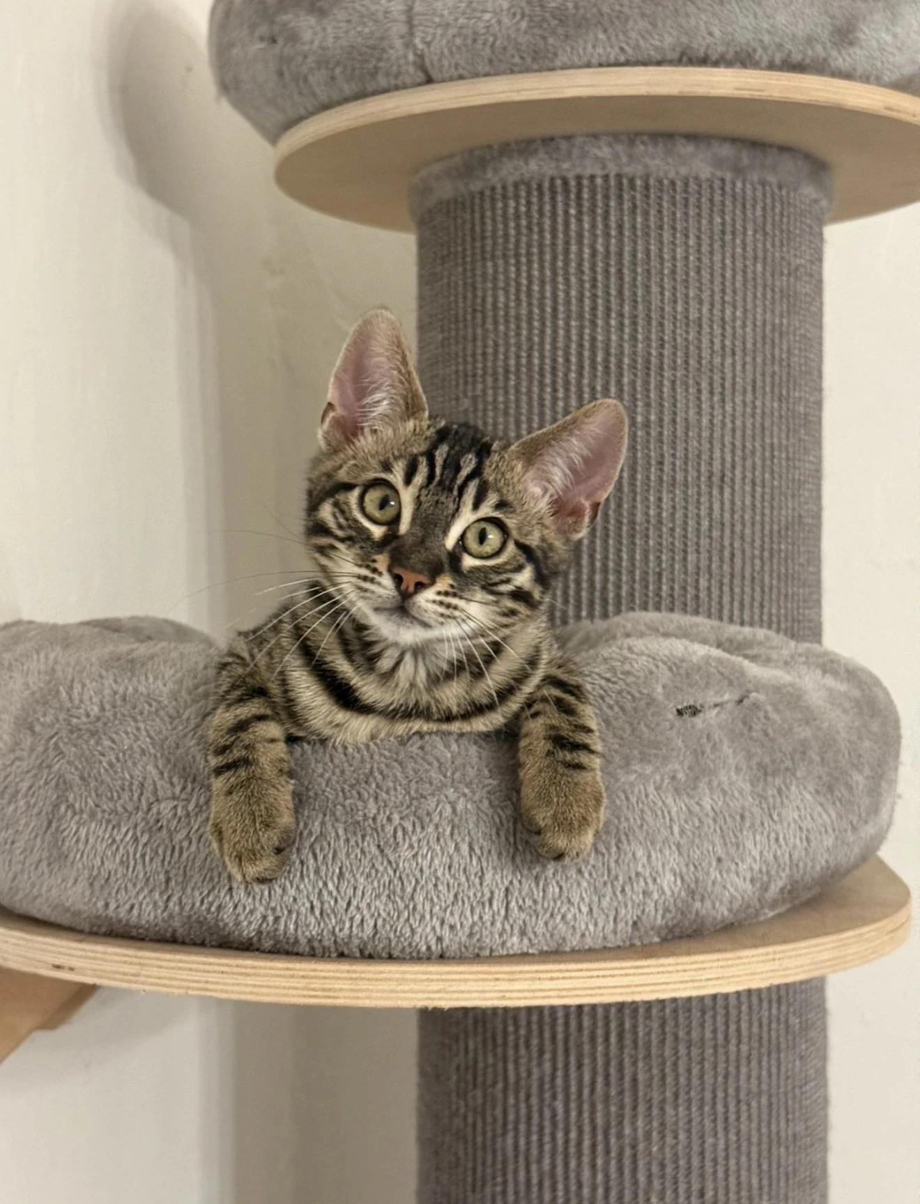 Bengálský charcoal kocourek s PP