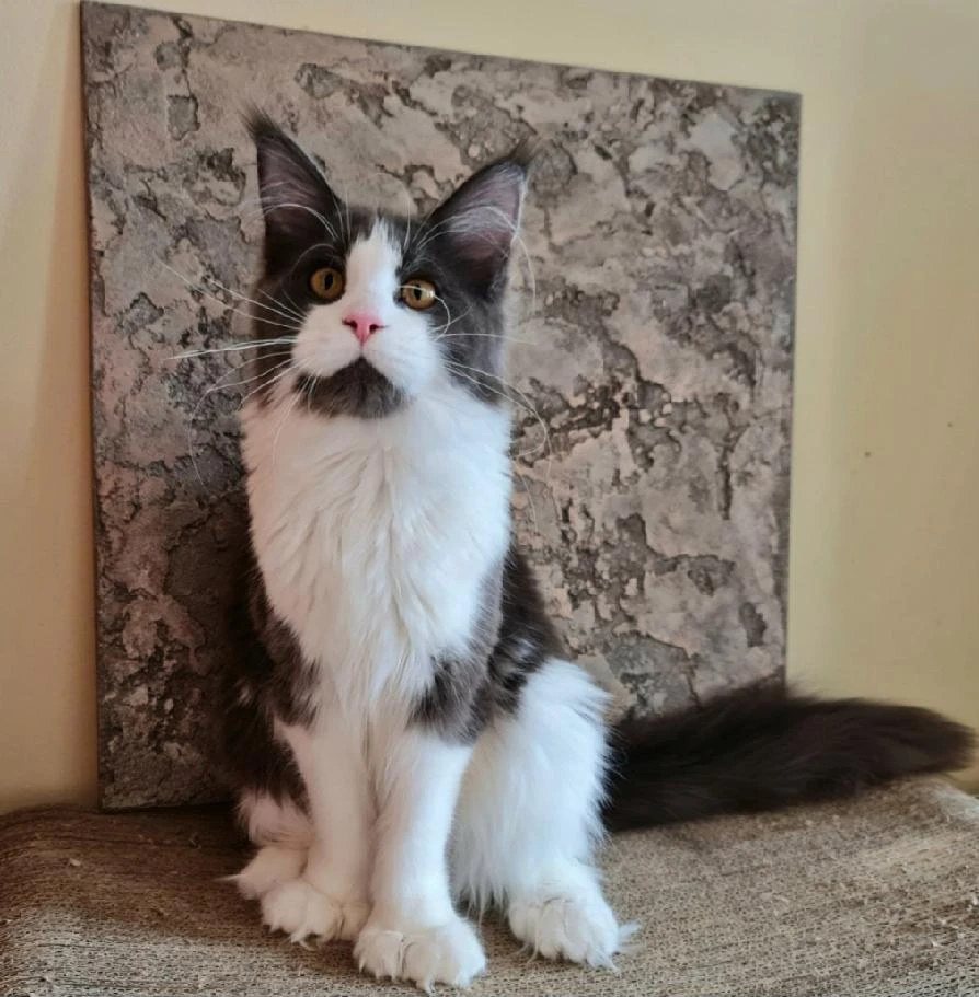 Patty - Mainská mývalí kočka s PP