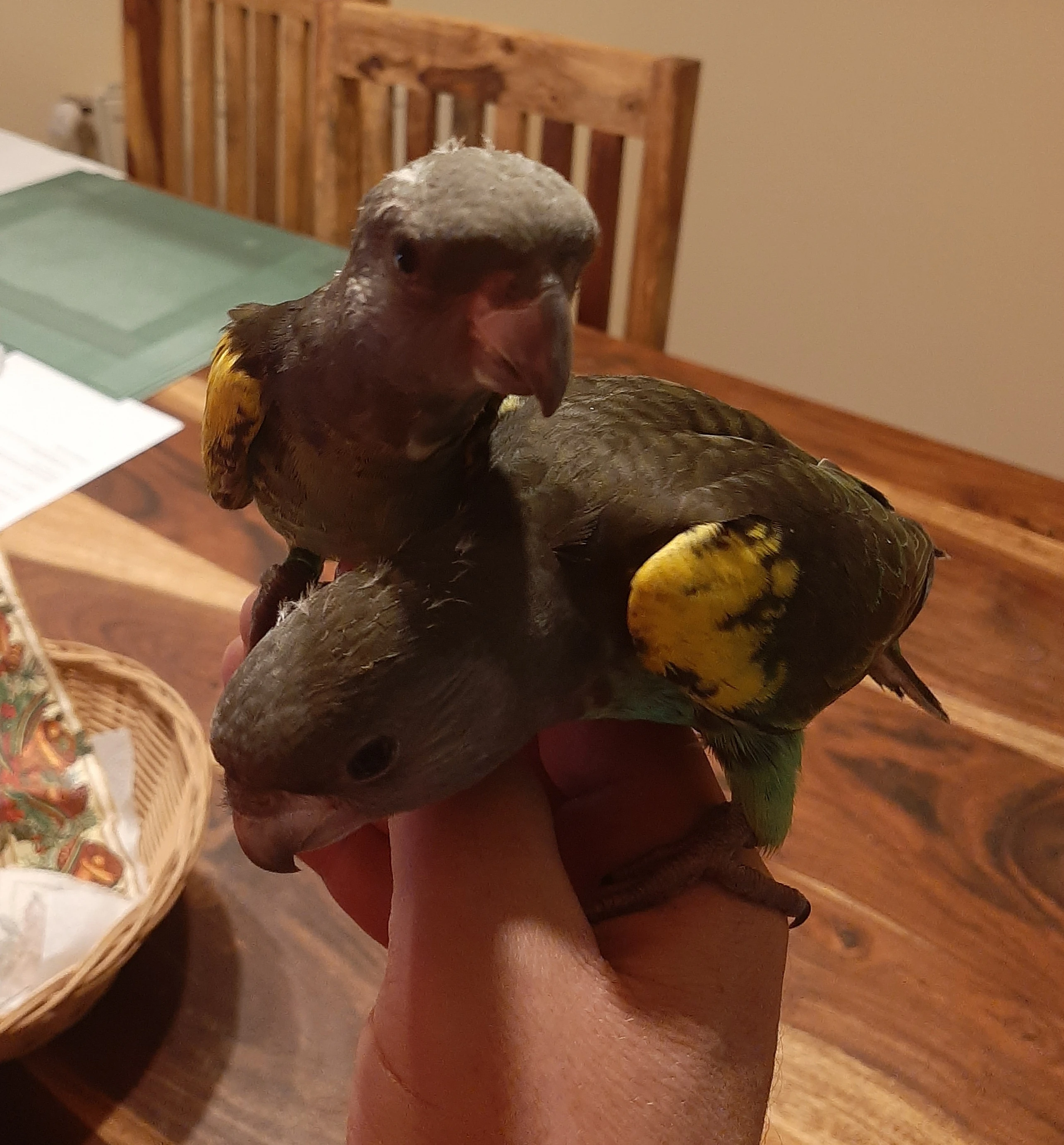 Ručně dokrmená mláďata