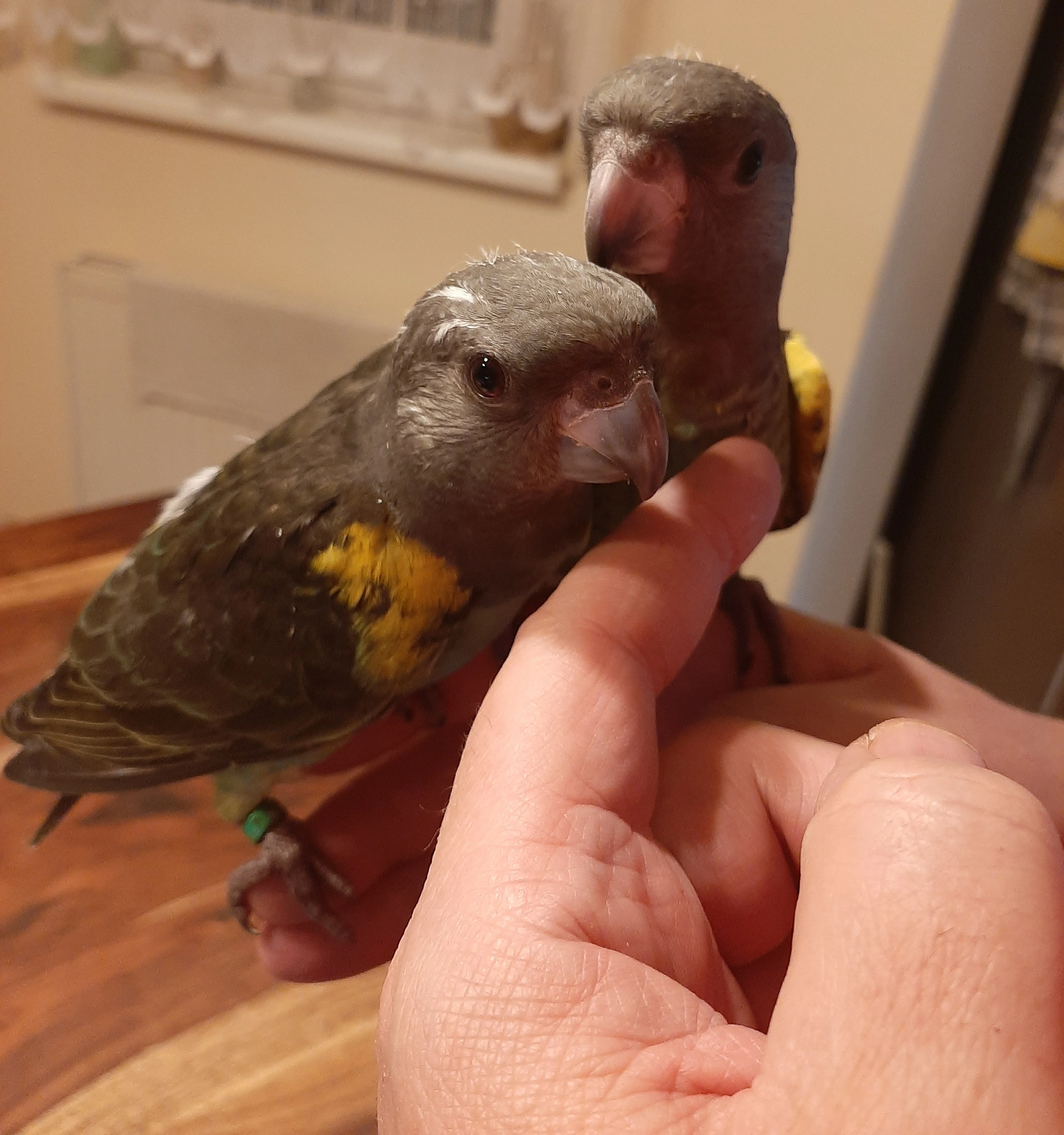 Ručně dokrmená mláďata