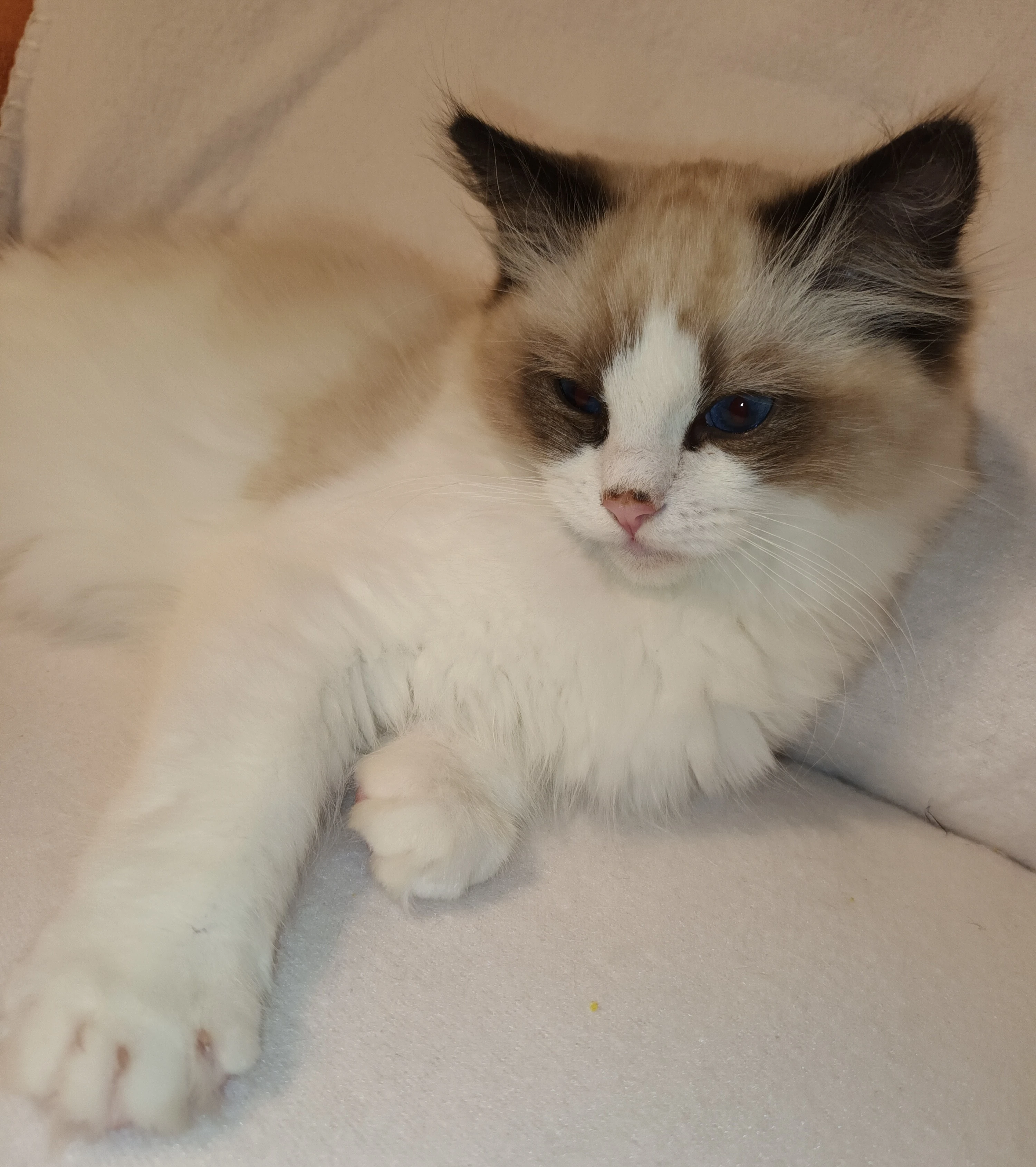 Kocourci ragdoll s PP