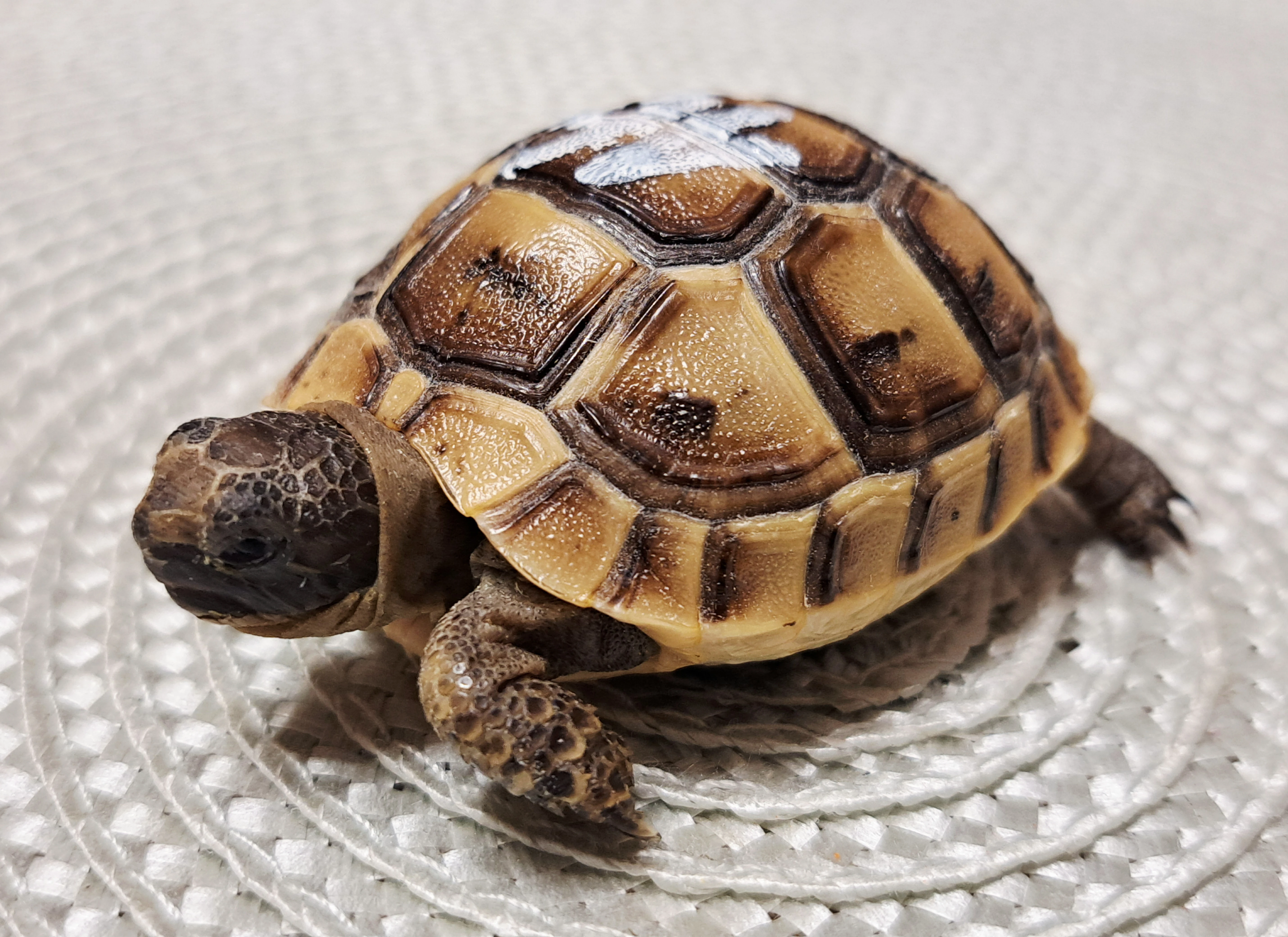 Želvy žlutohnědé