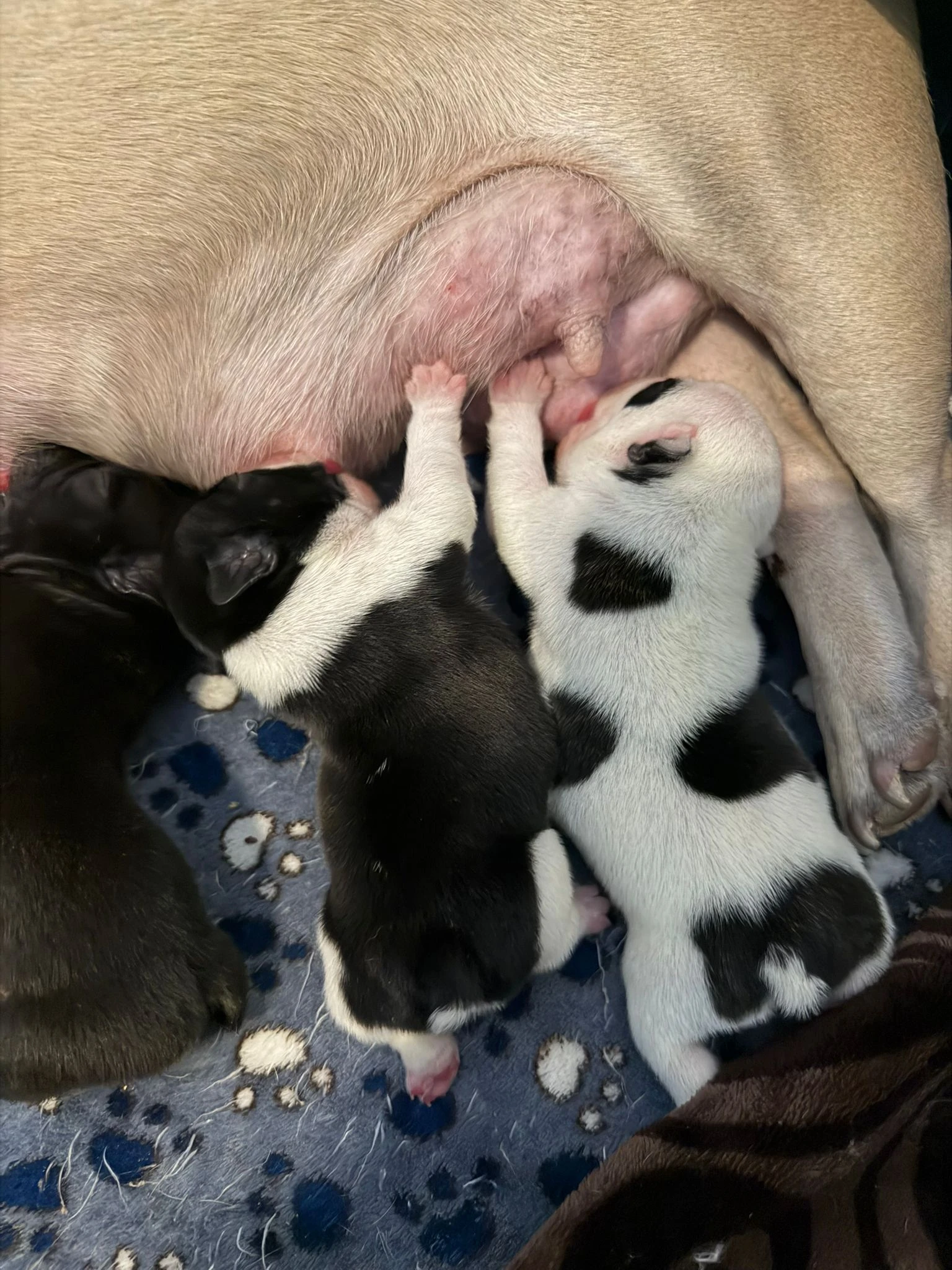 Štěňátka francouzských buldočků