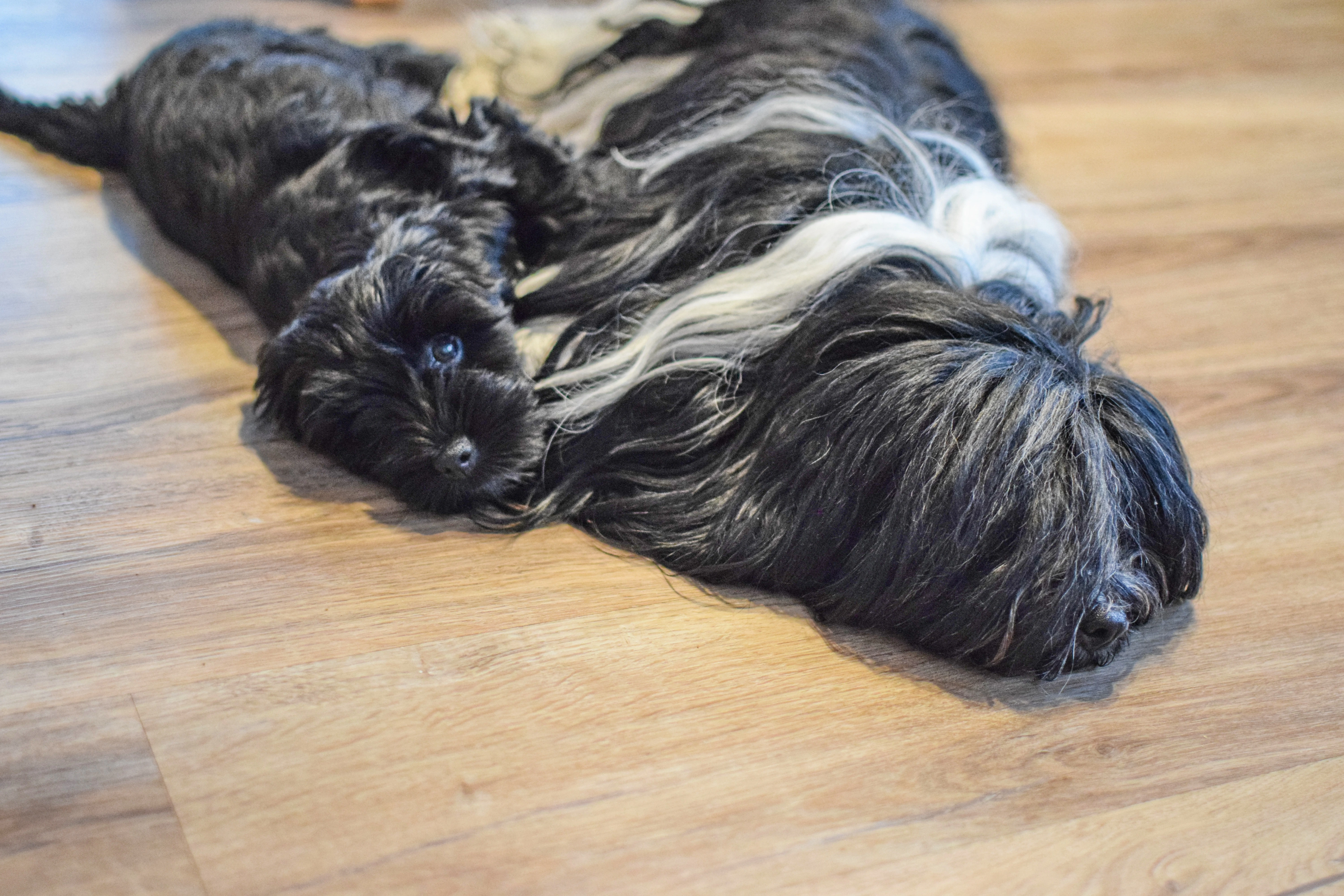 Prodám fenku tibetského teriéra s PP