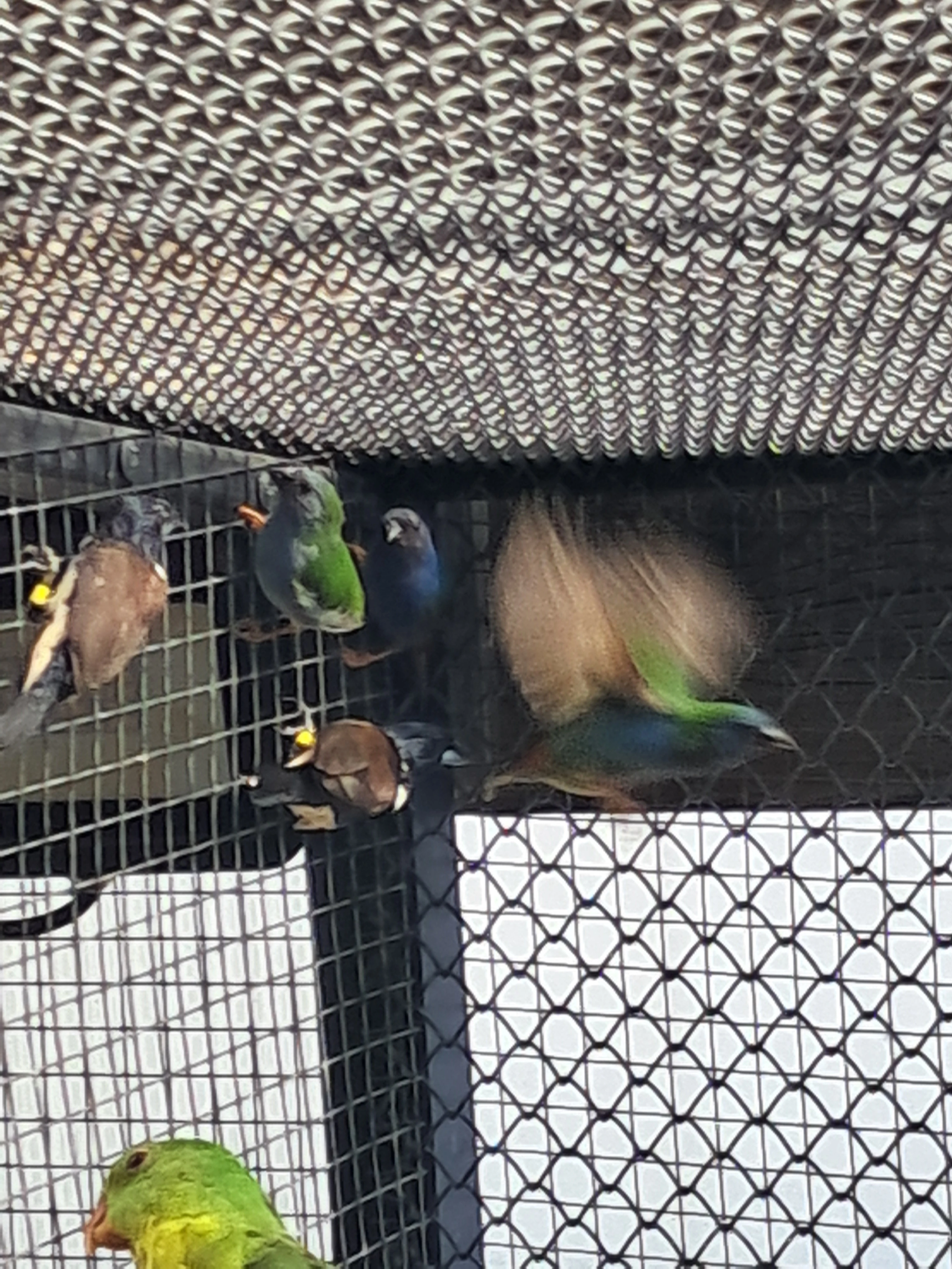 Vyměním - 1,0 forbeska  rok 2025