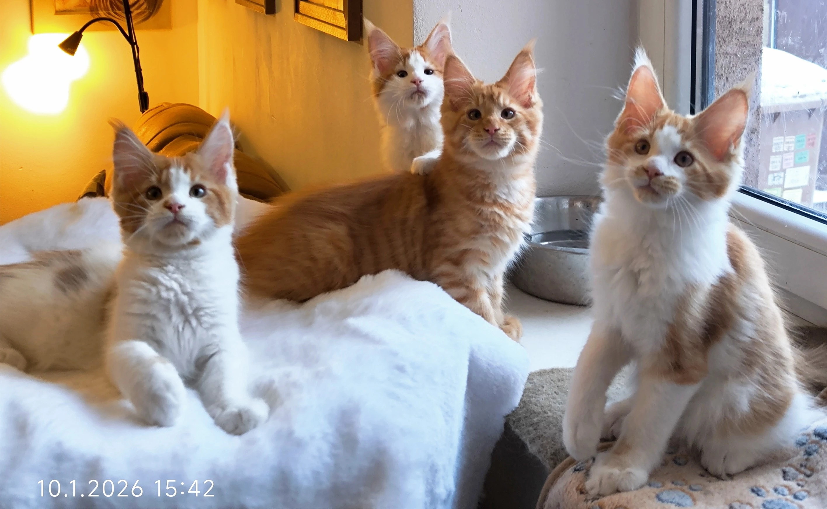 Mainská mývalí koťátka s PP