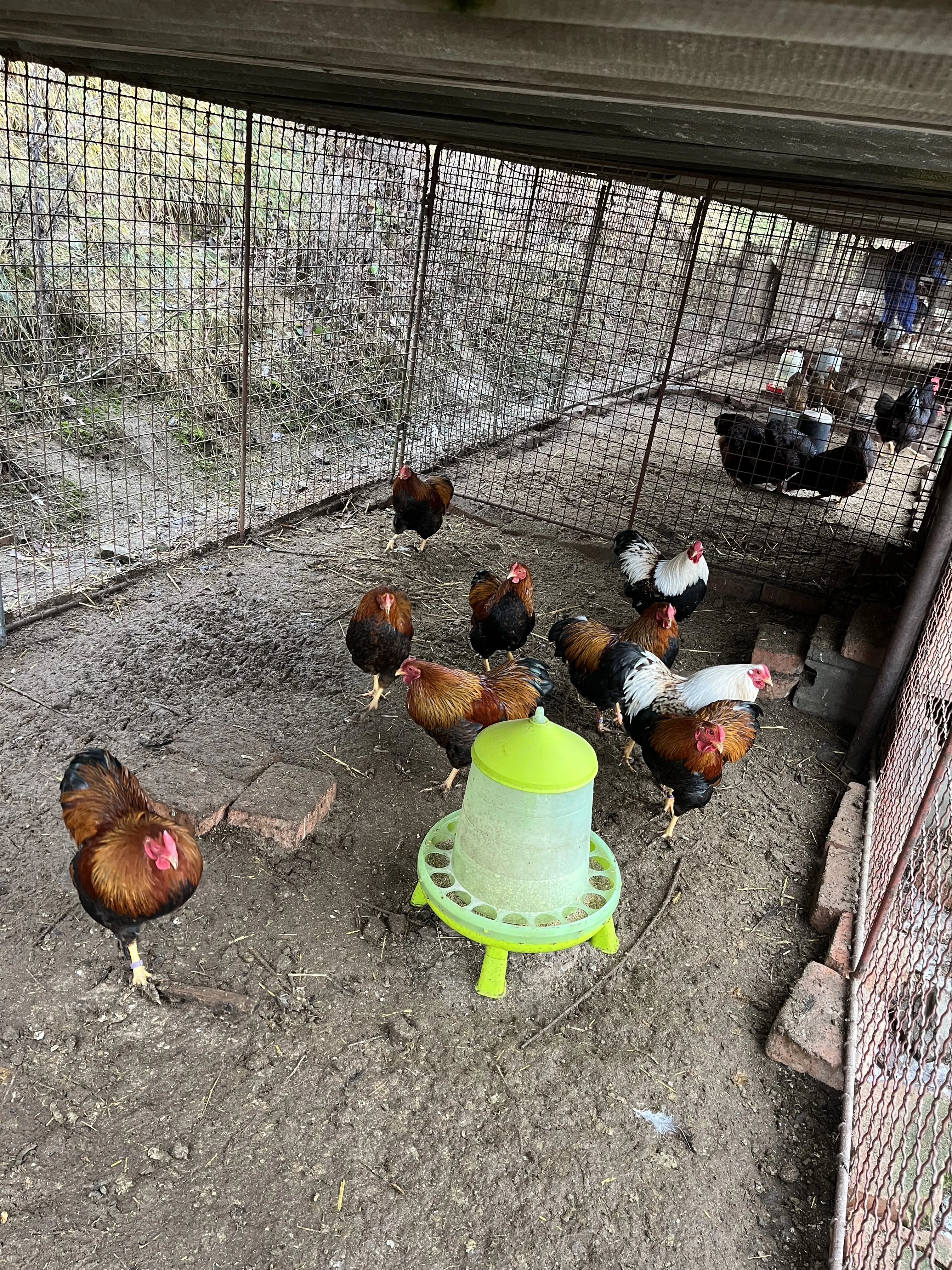 Prodám kohouty zdrobnělé viandotky lososové a koroptví