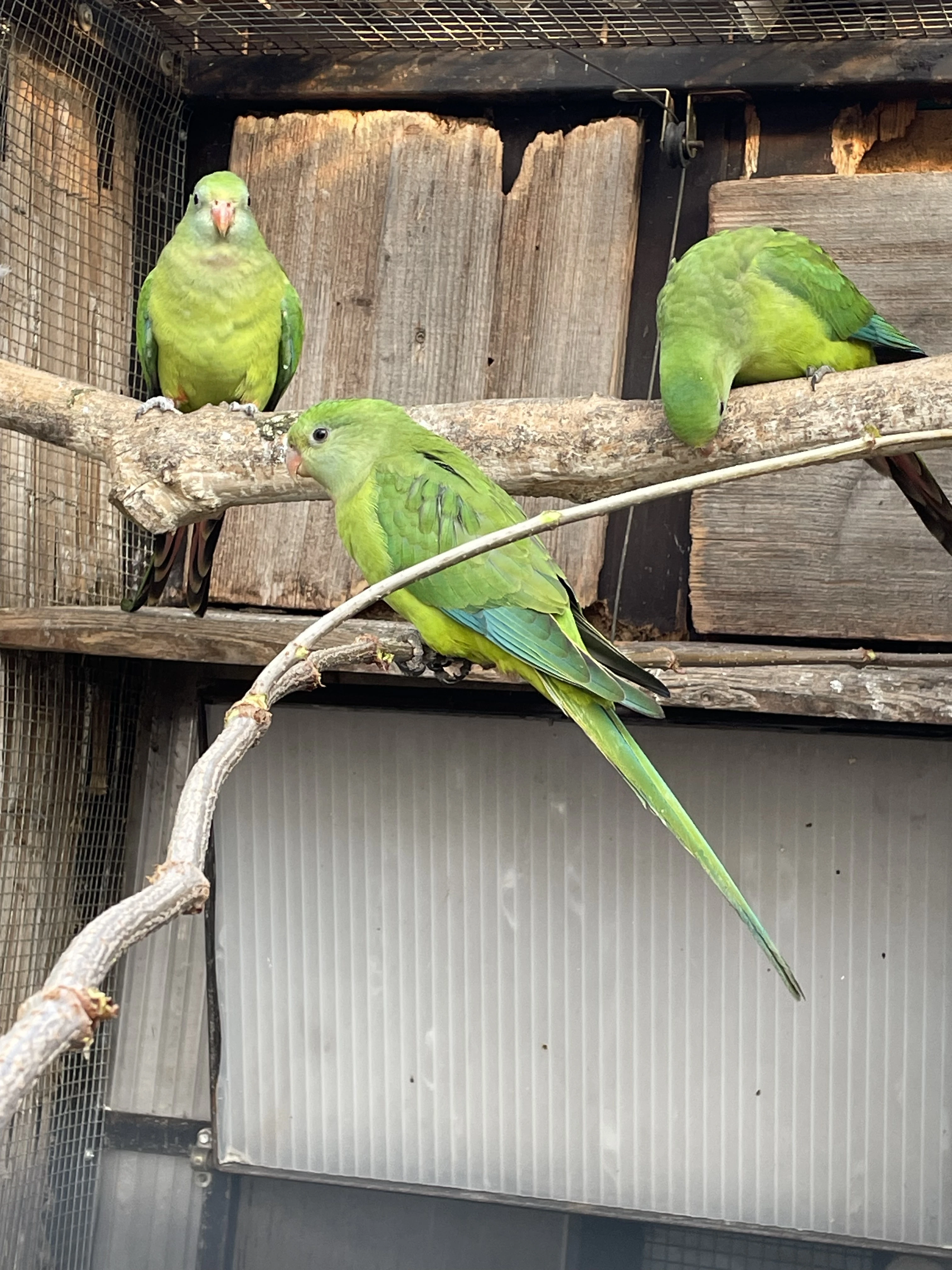 Papoušek nádherný