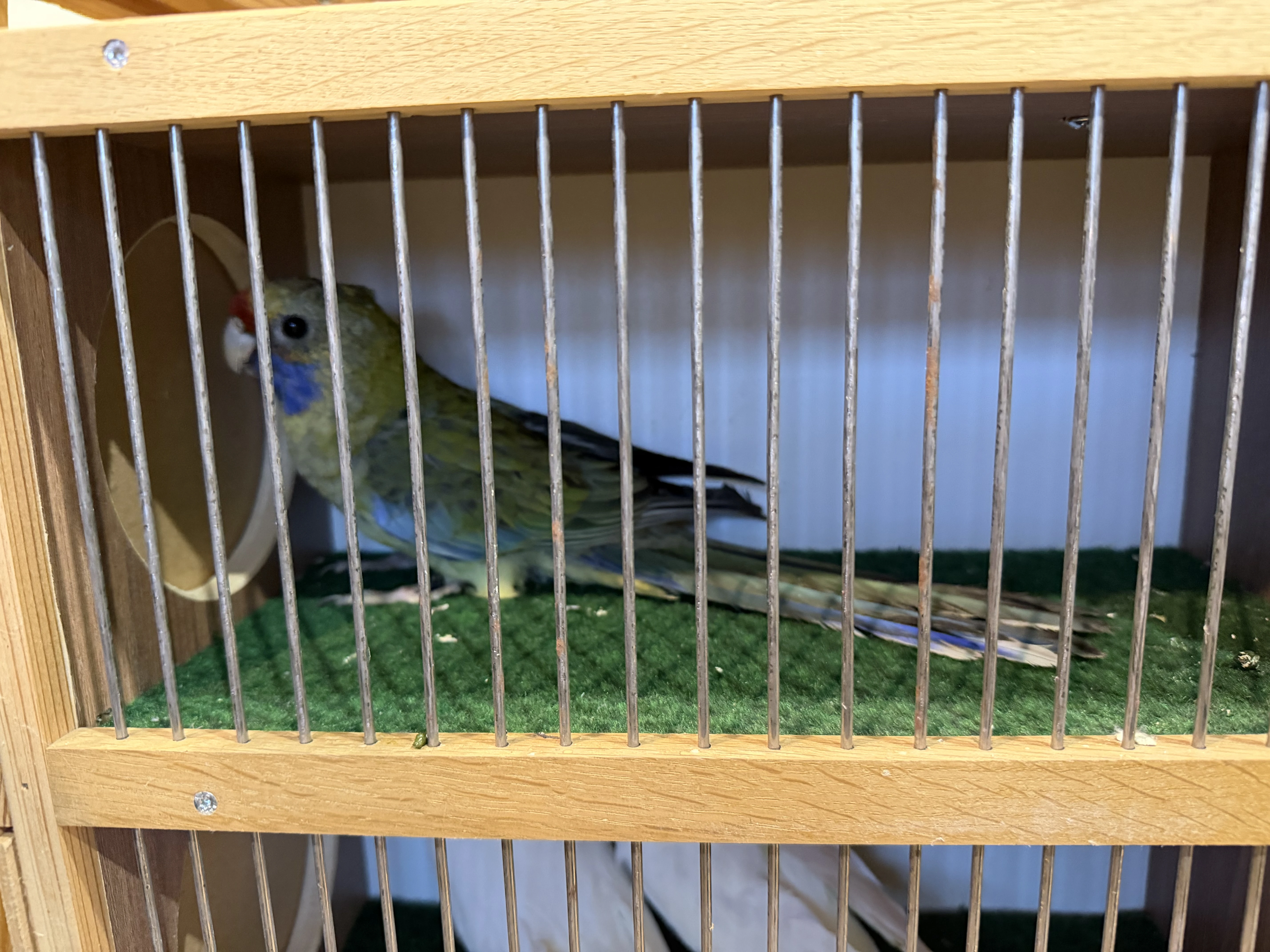 Rozela slámožlutá - odchov 2025