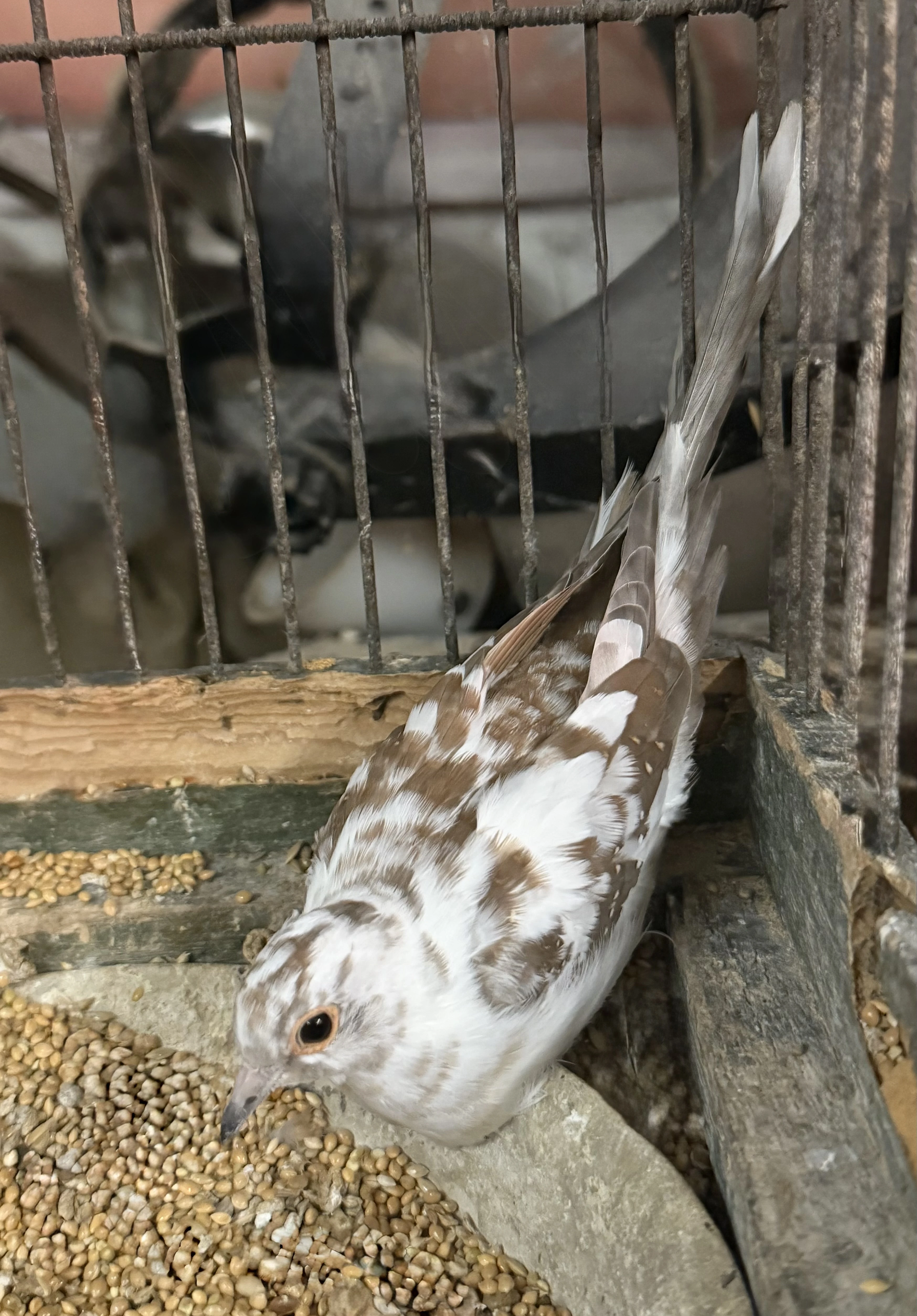 Holoubek diamantový straka samička