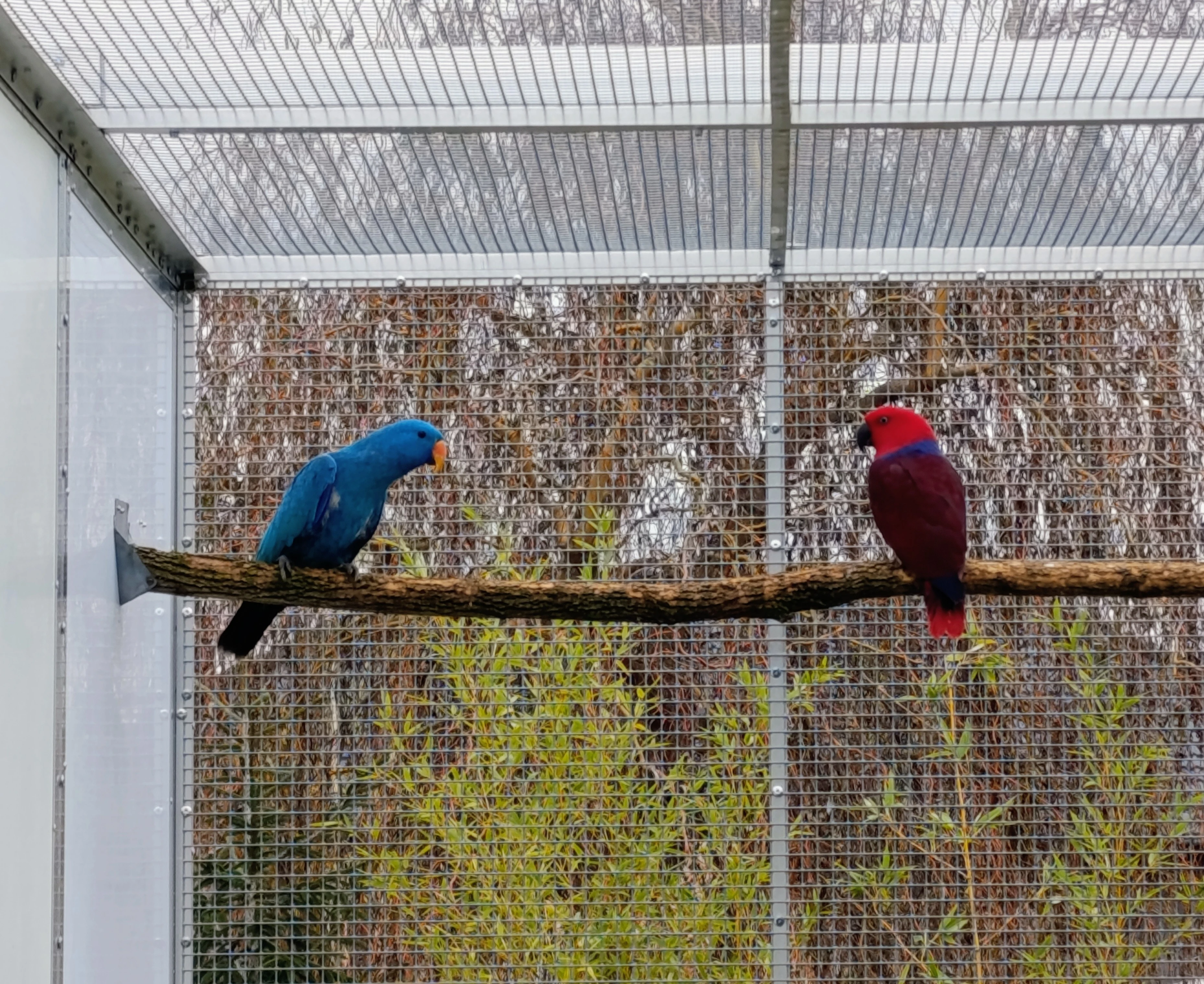 Eklektus různobarvý - polychloros modrá mutace