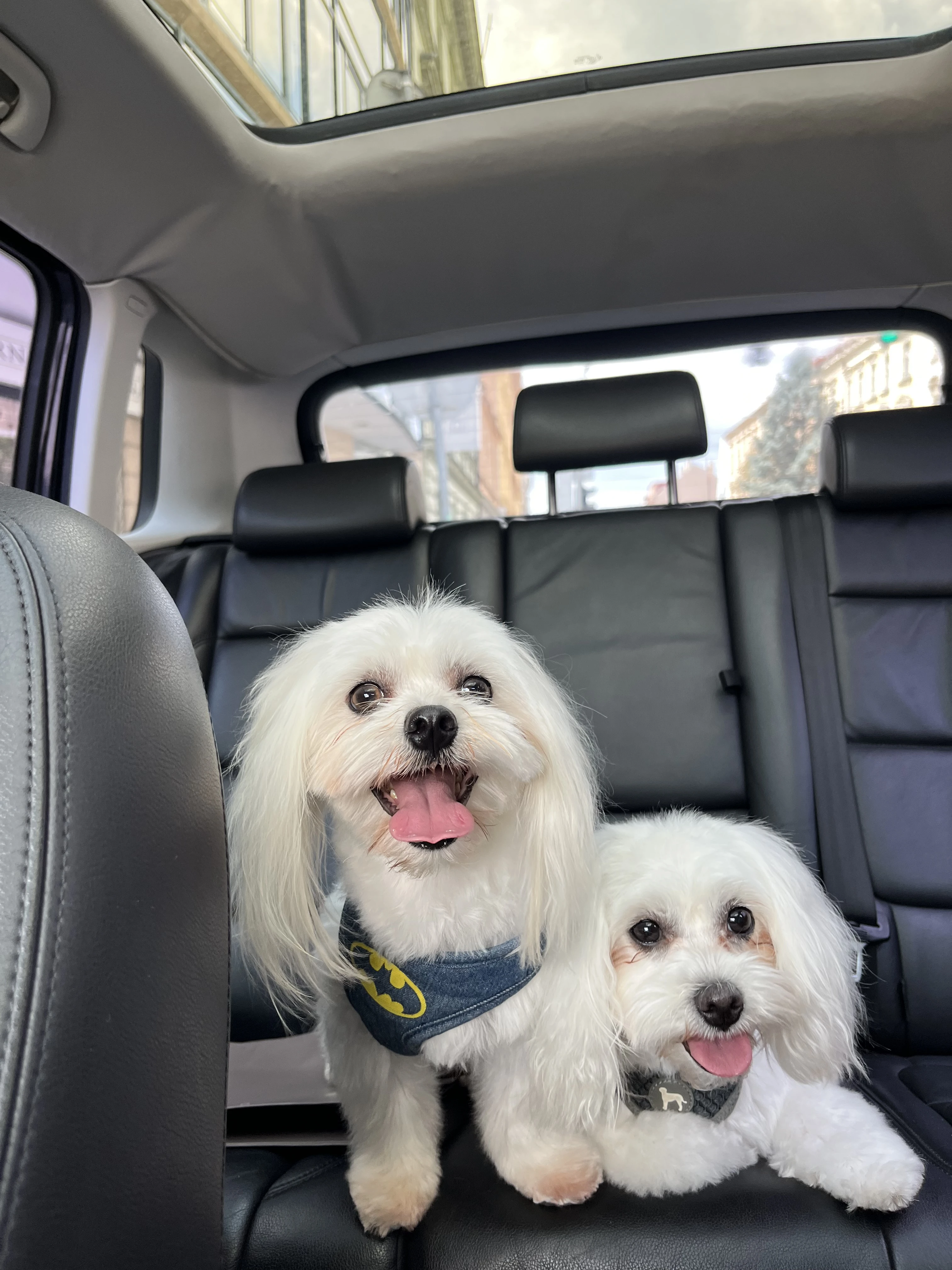 Maltézská štěňátka