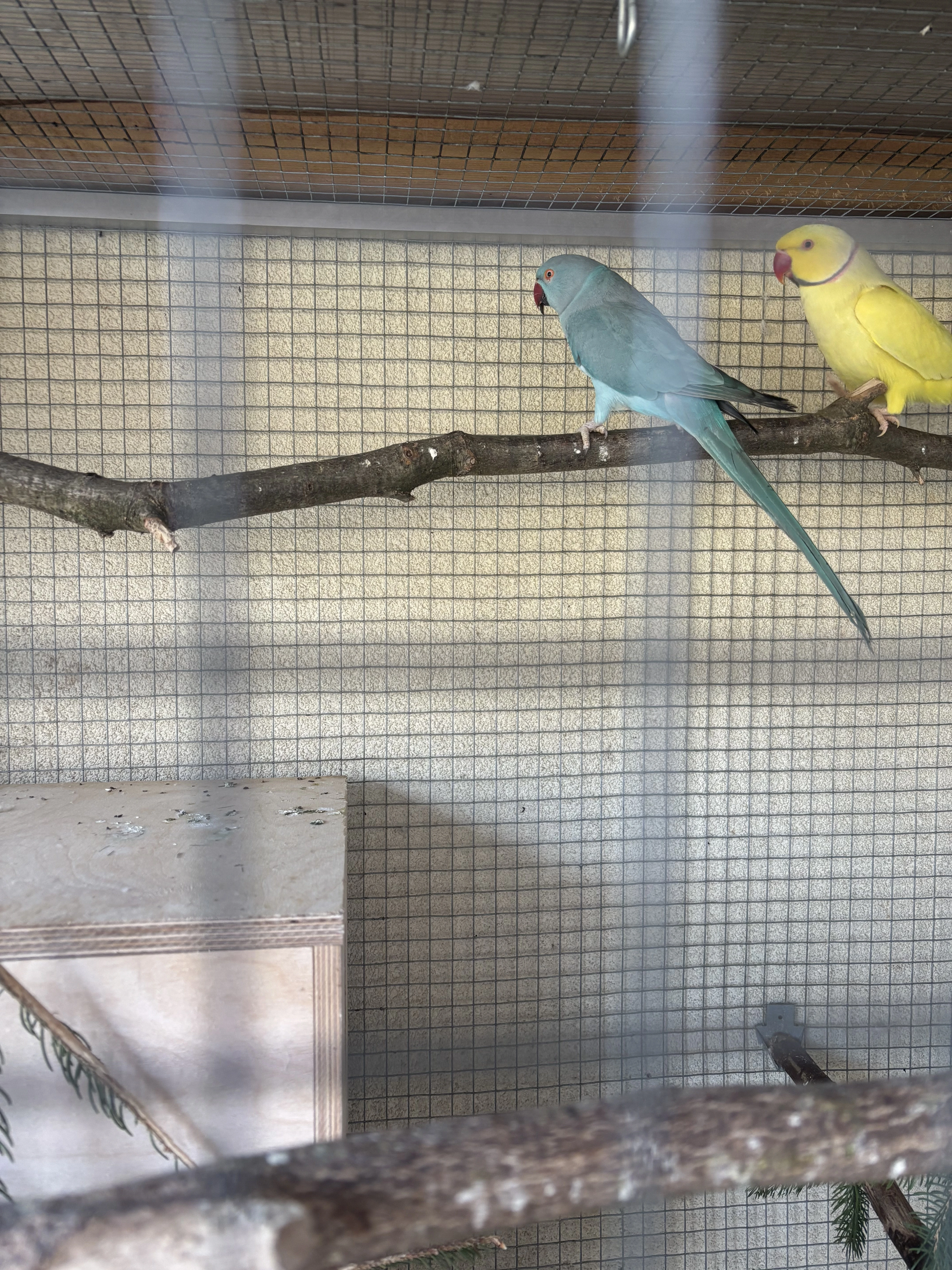 Alexandr malý chovný pár