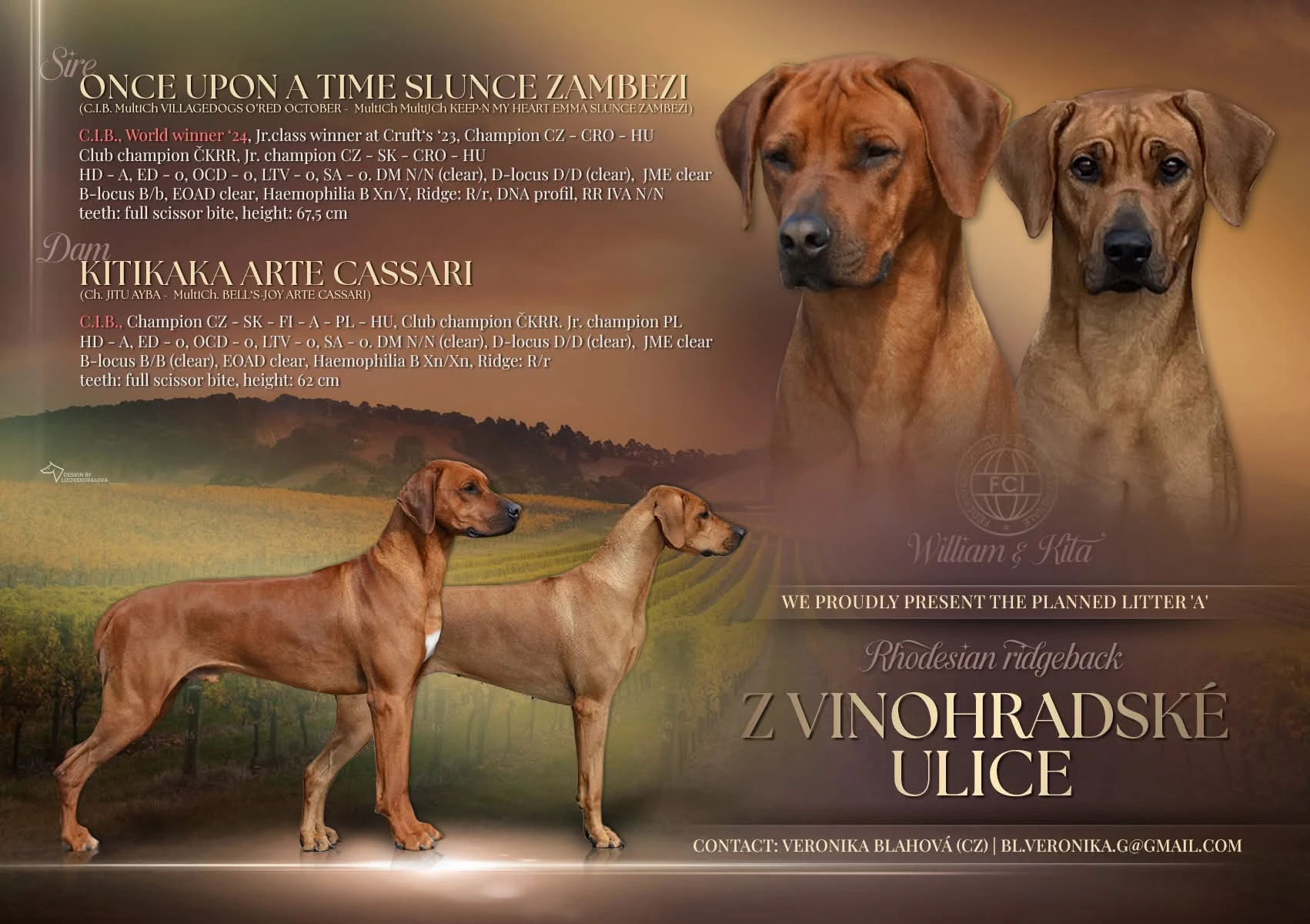 Rhodéský ridgeback – štěňata s PP