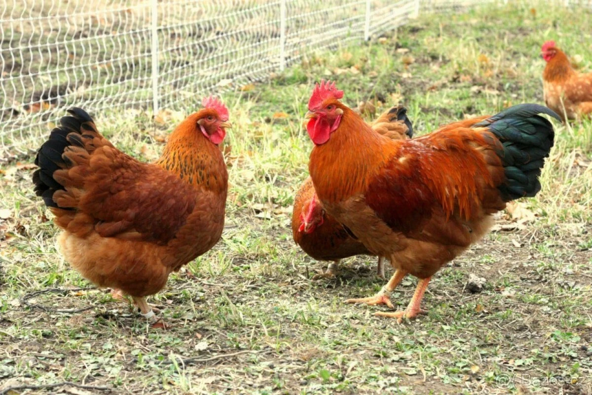 Prodám kohouty Hempšírky