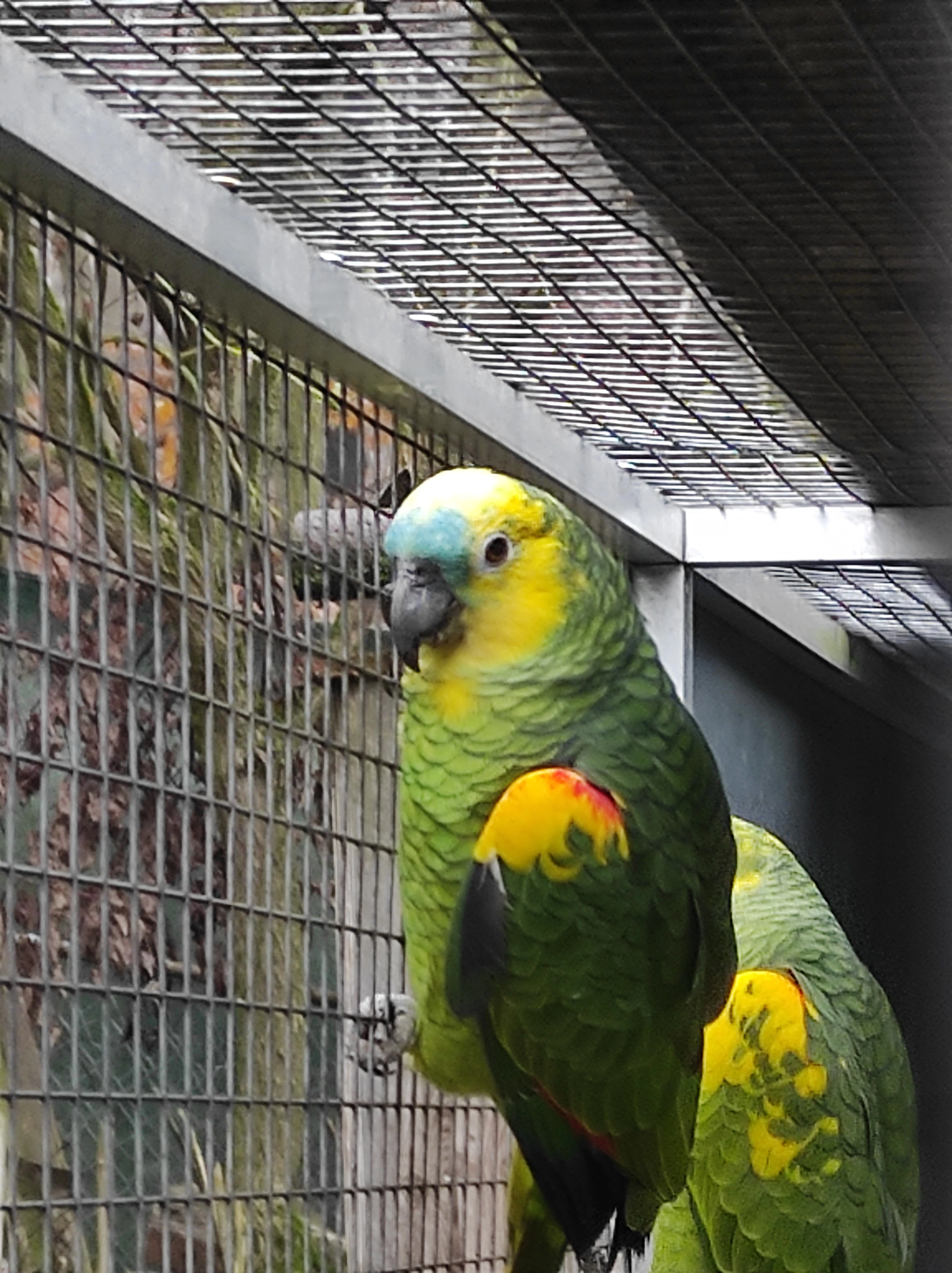 Amazonan modročelý