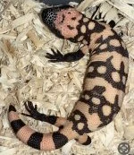 Pruhovaná Gila monster (Heloderma podozrivý)