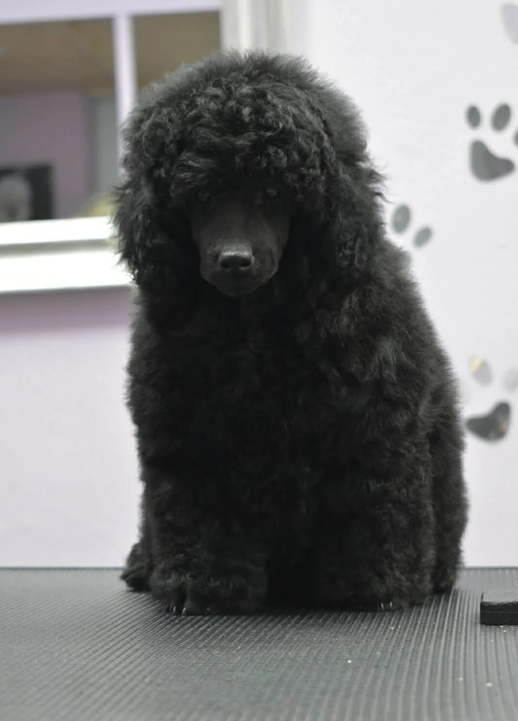 Trpasličí pudl – sameček, štěně