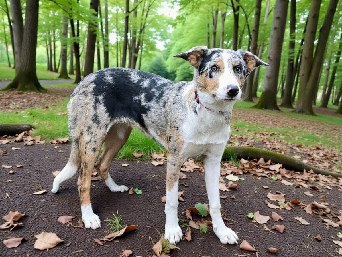 Border kolie štěně s vyšetřením s PP