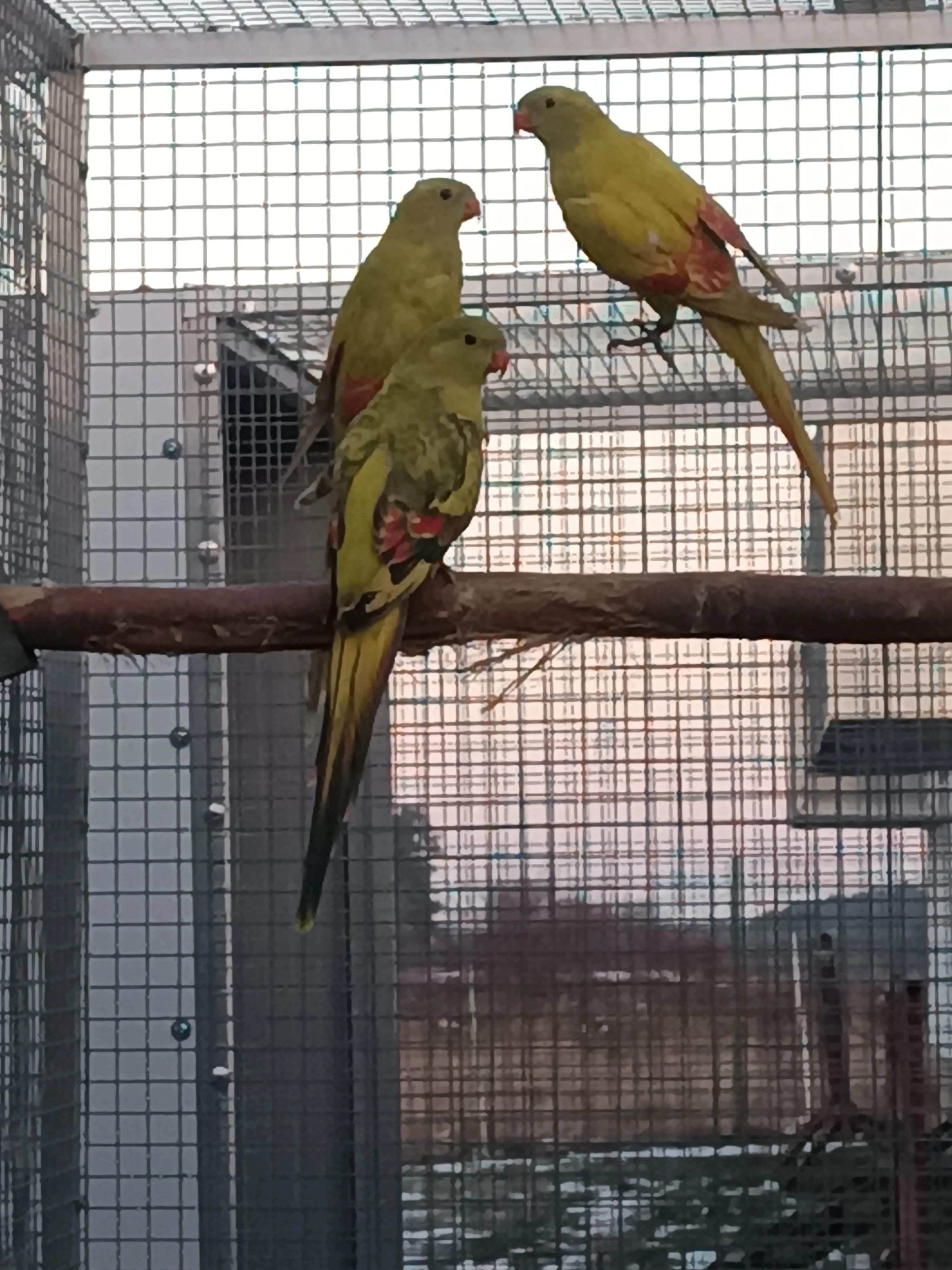 Papoušek horský 2025