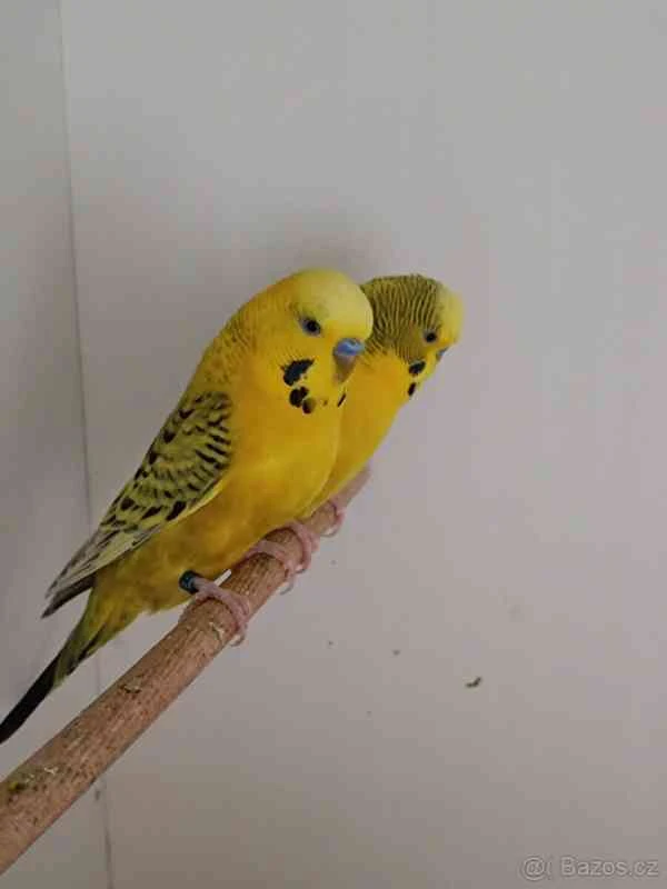 Novinka na burze Teplice andulky Texas