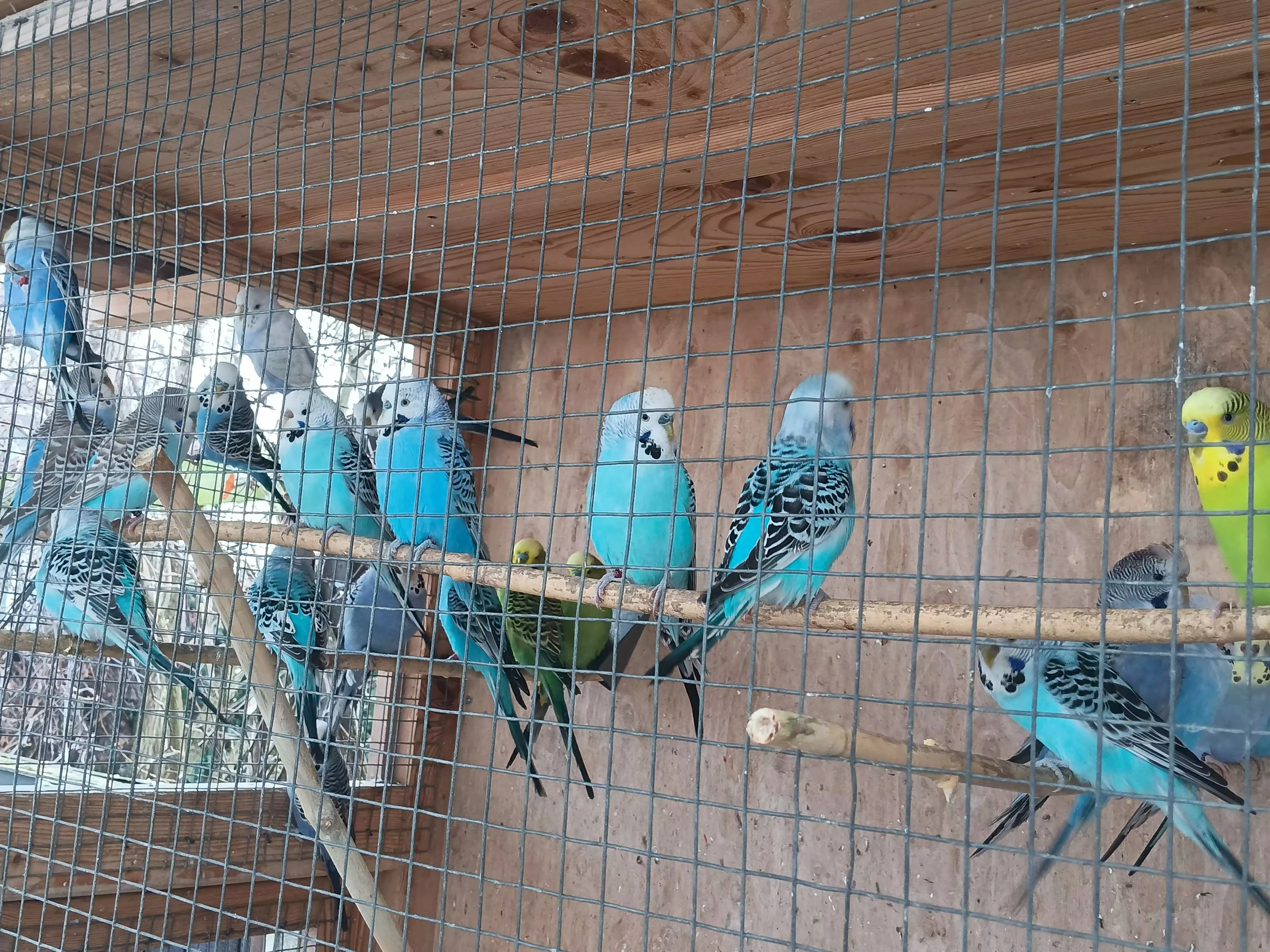 Andulky okroužkované r. 2025