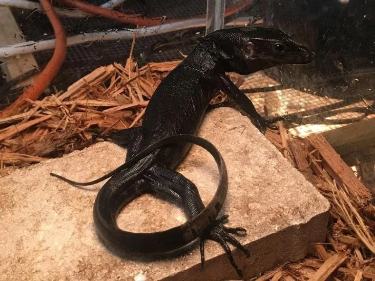 Monitor vody Černého draka – Varanus Salvator