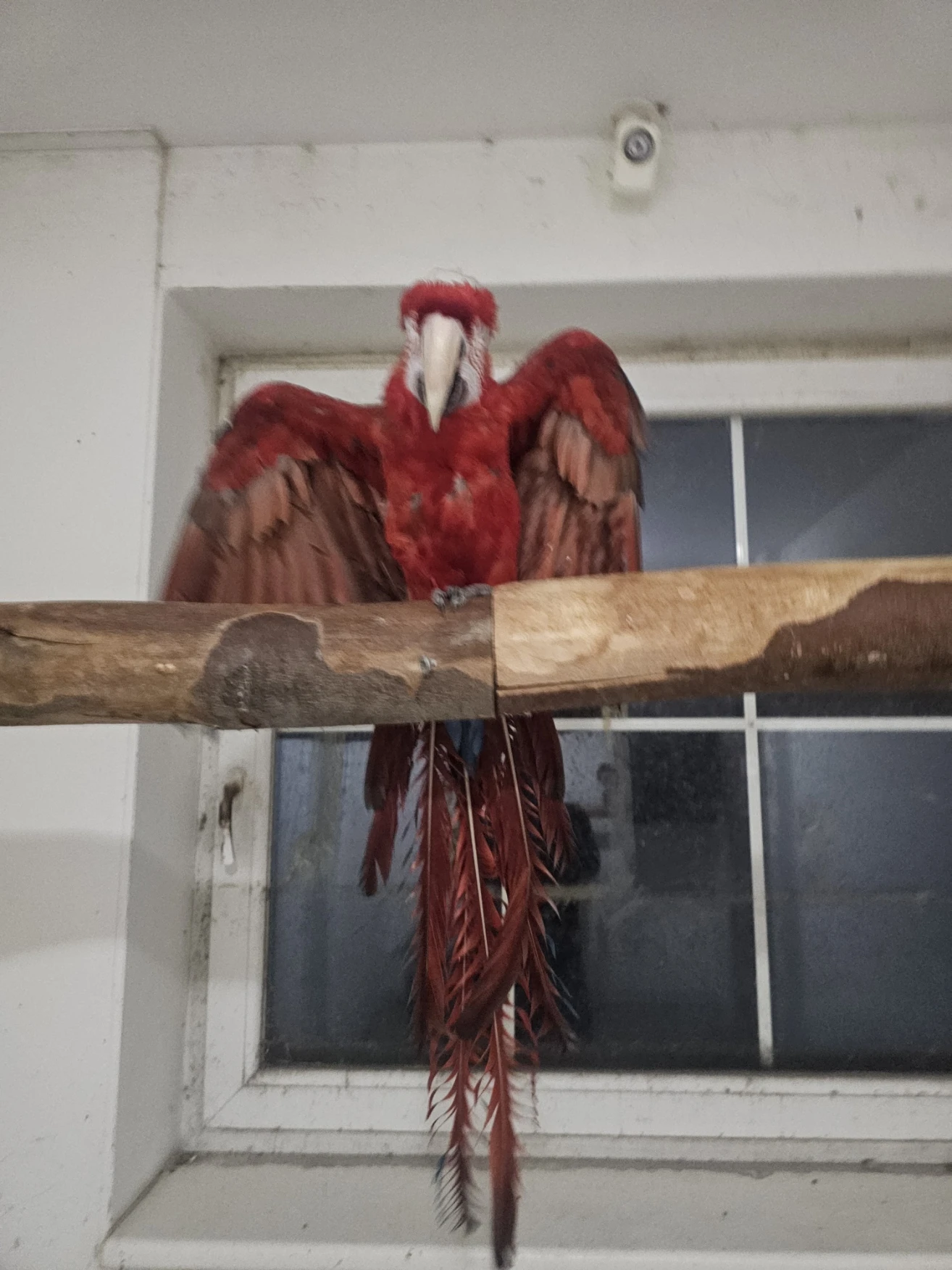 Ara zelenokřídlá prodám