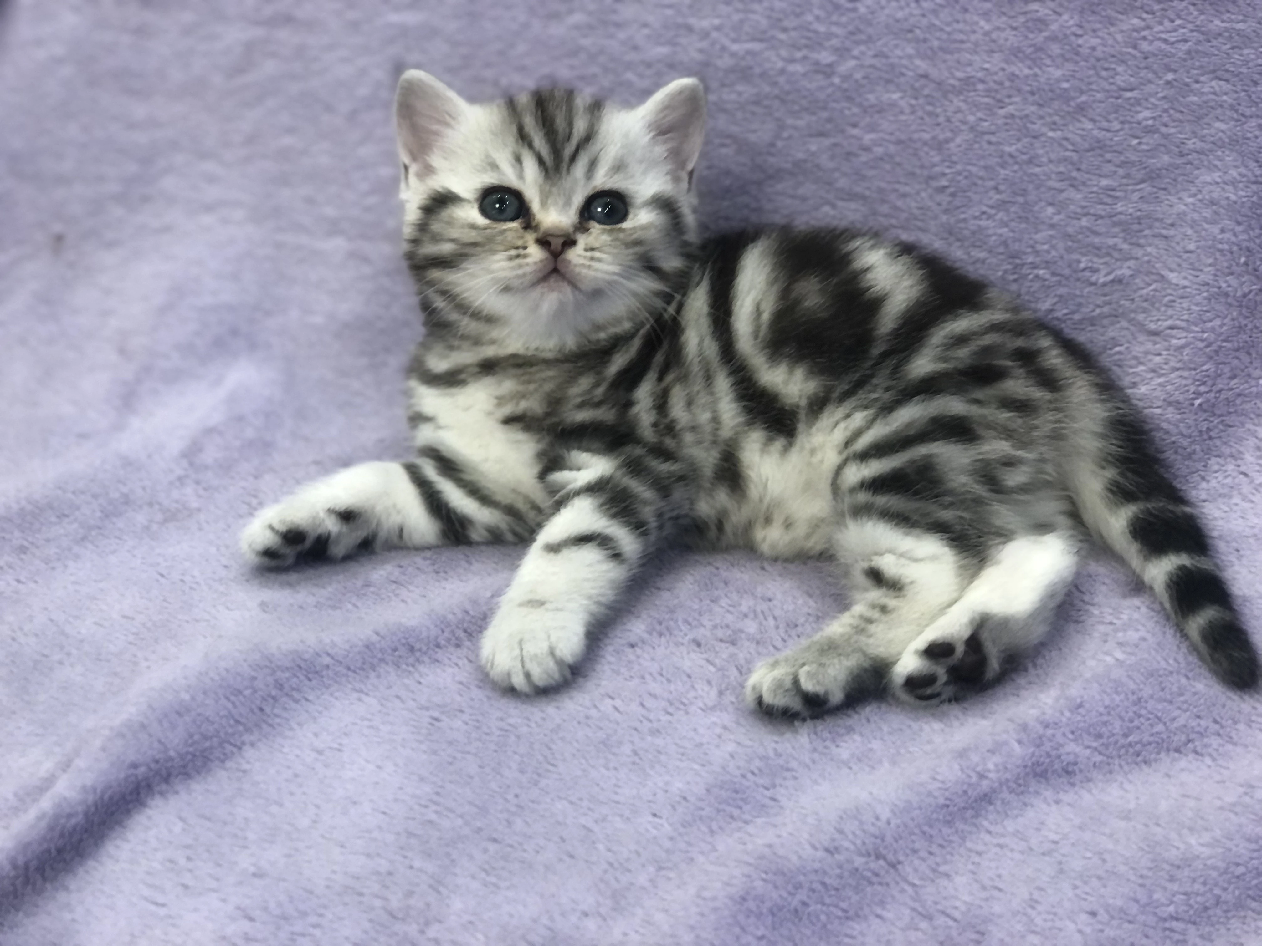 Britské mramorové kočičky s PP, FIFE