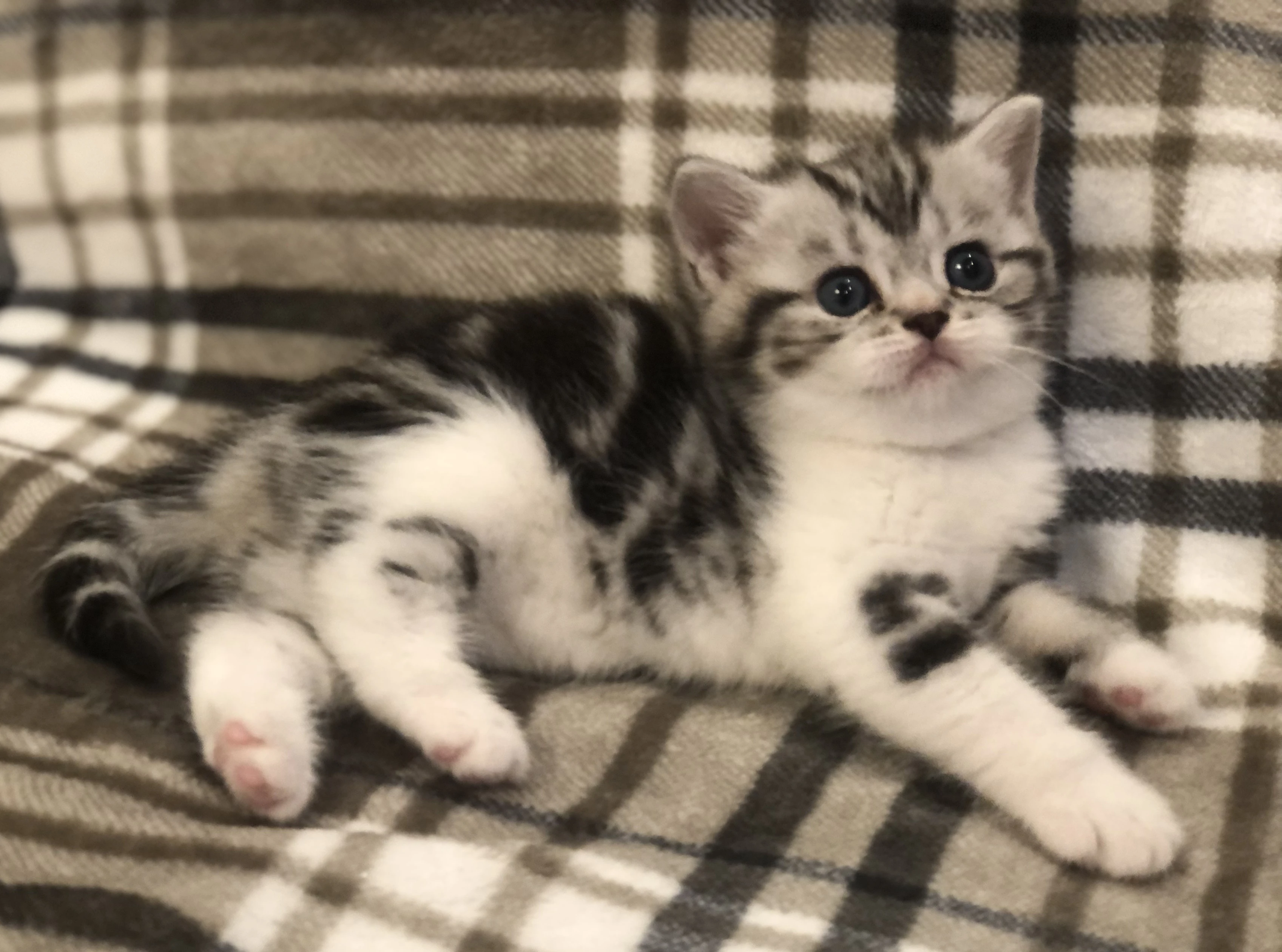 Britské mramorové kočičky s PP, FIFE