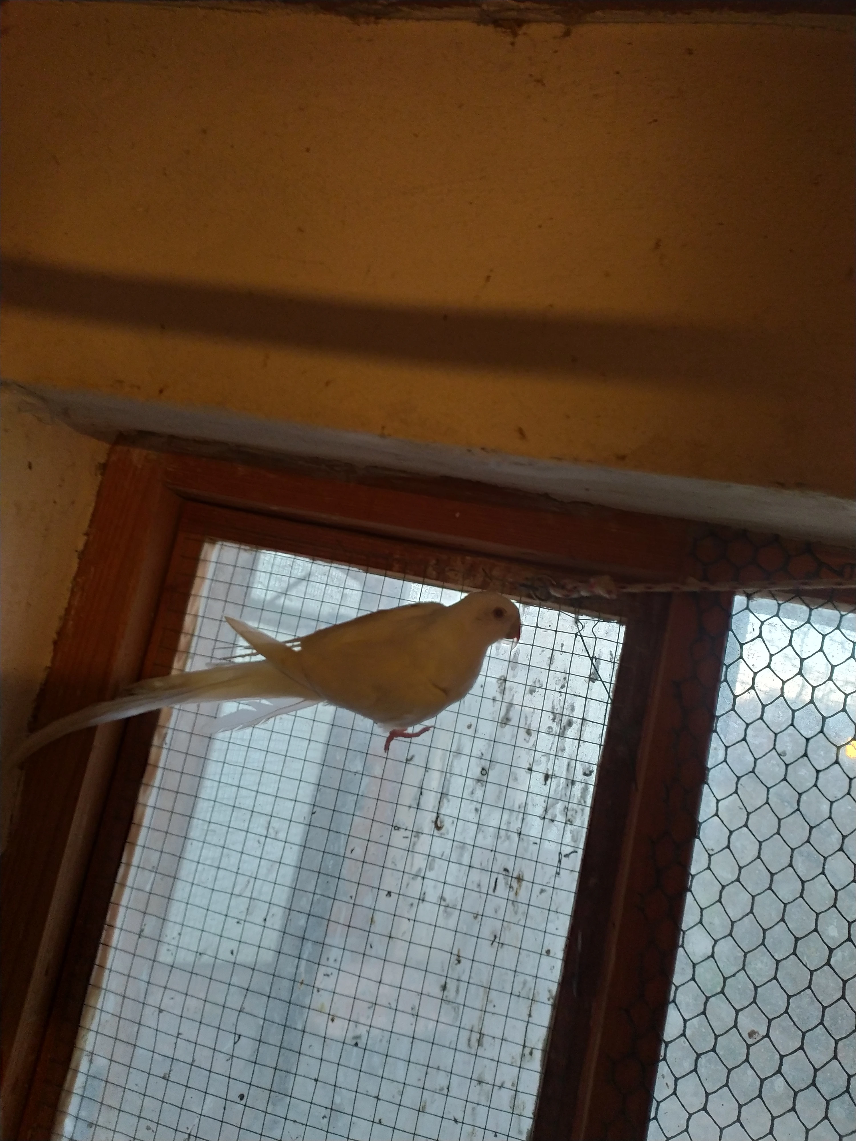 Alexandřin princeska