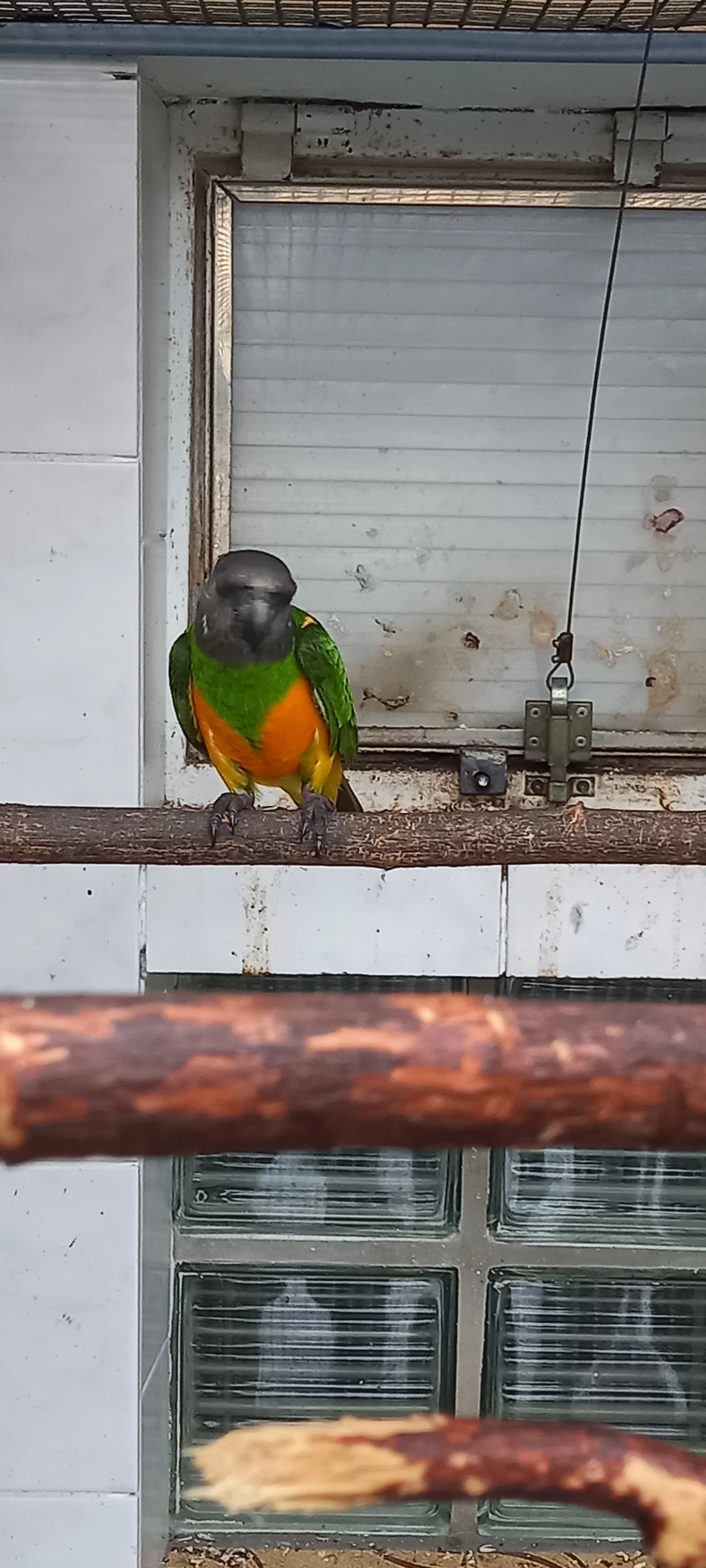 Papoušek Senegalský mezotypus