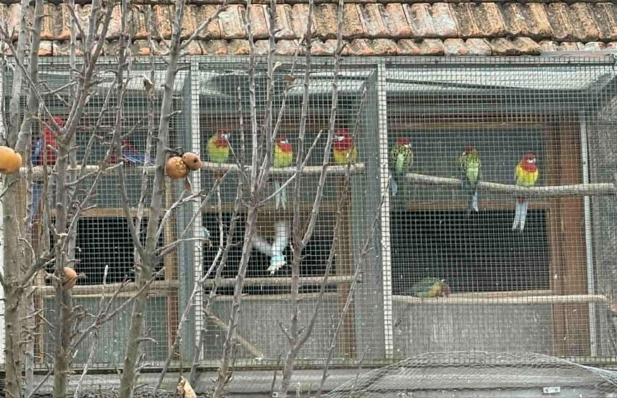 Prodám rosely penant, rosely pestré a andulky