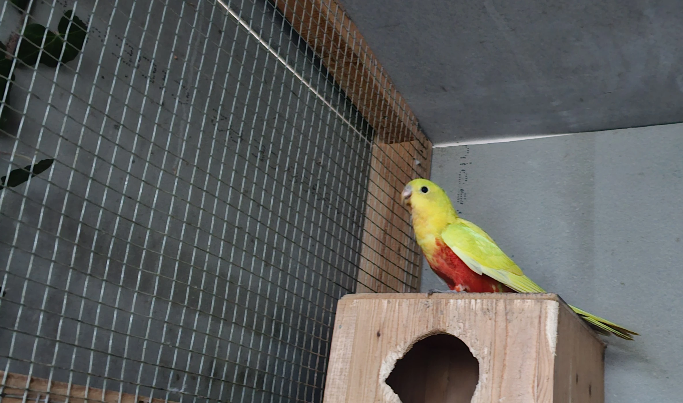 Papoušek královský žlutý