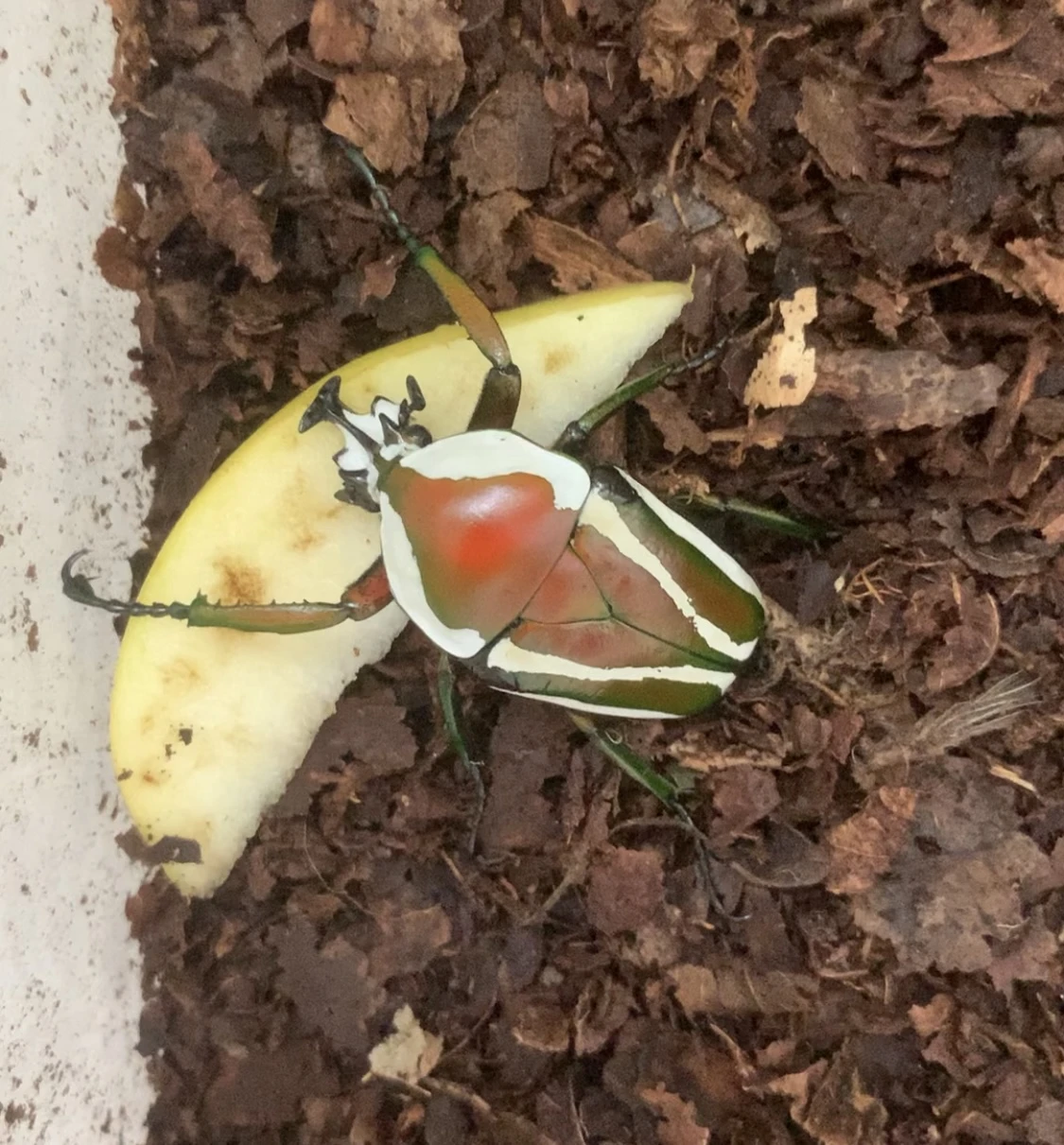 Larvy Dicronorhina derbyana layardi