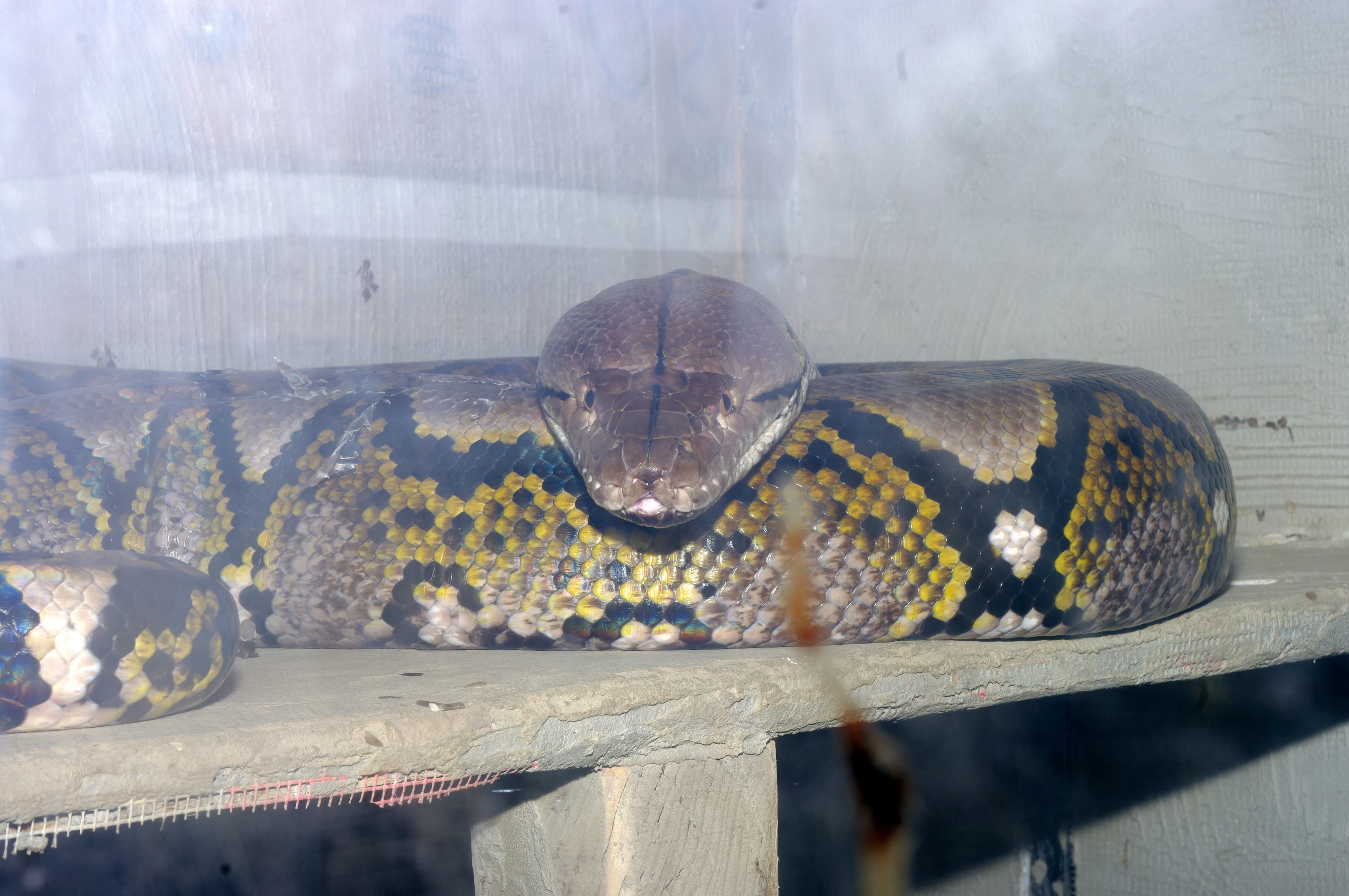 Krajta mřížkovaná